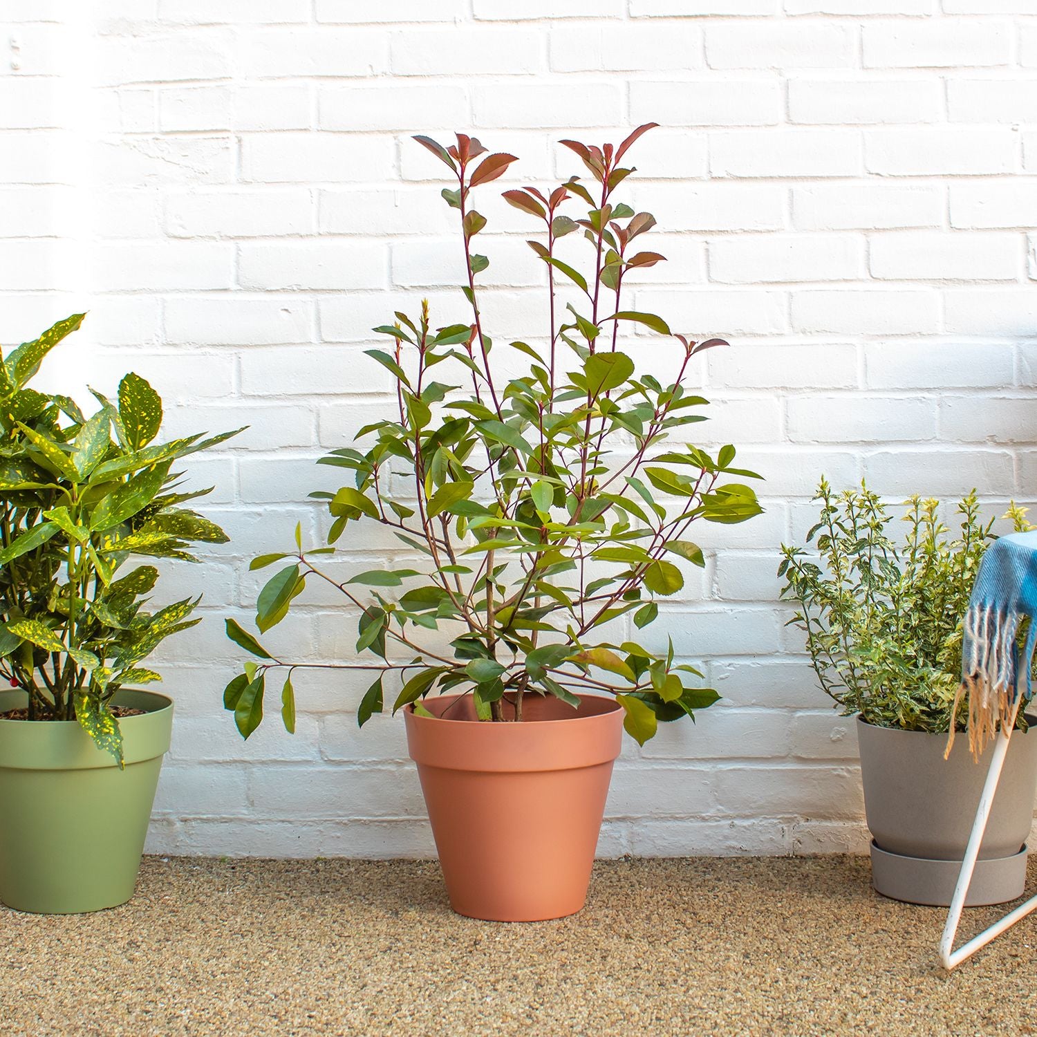 Photinia Fraseri