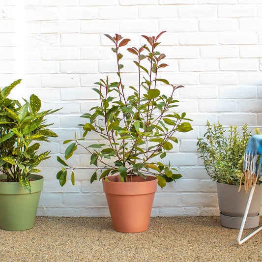 Photinia Fraseri