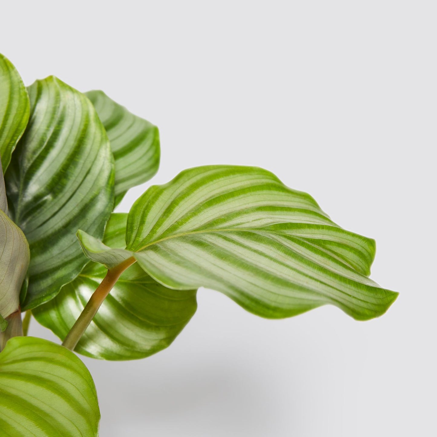 Calathea Orbifolia