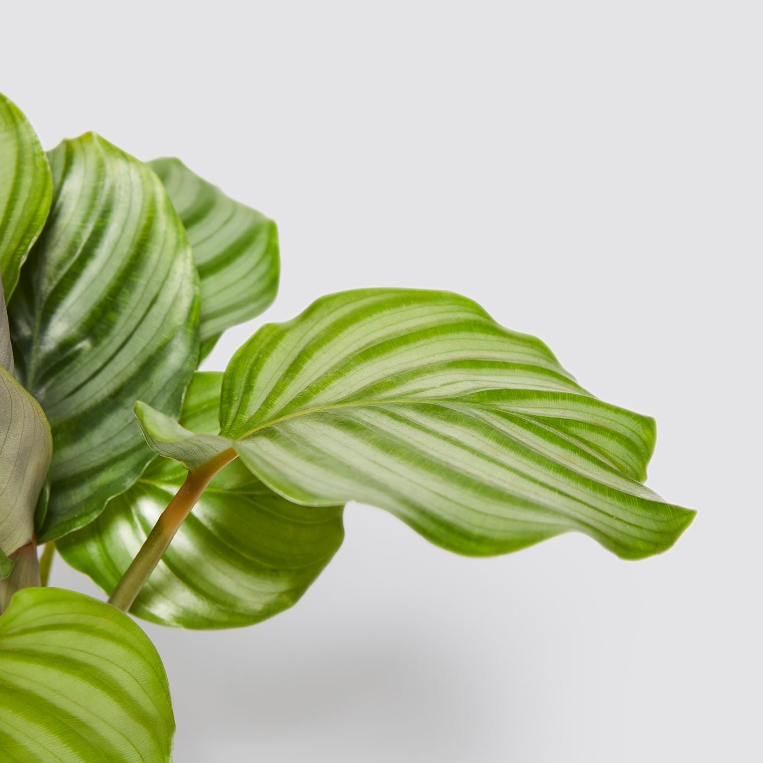 Calathea Orbifolia