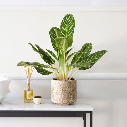Aglaonema 'key lime'
