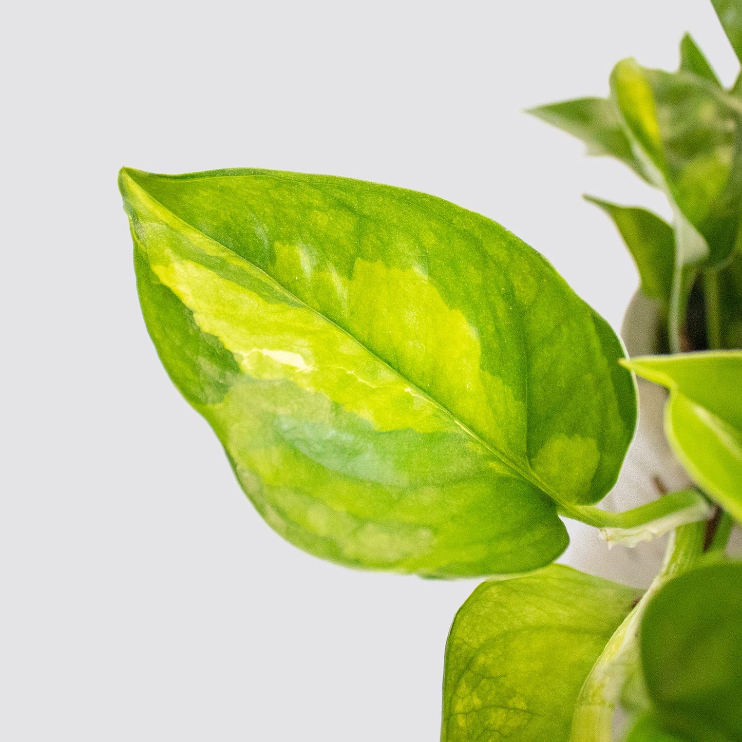 Epipremnum 'Global Green'