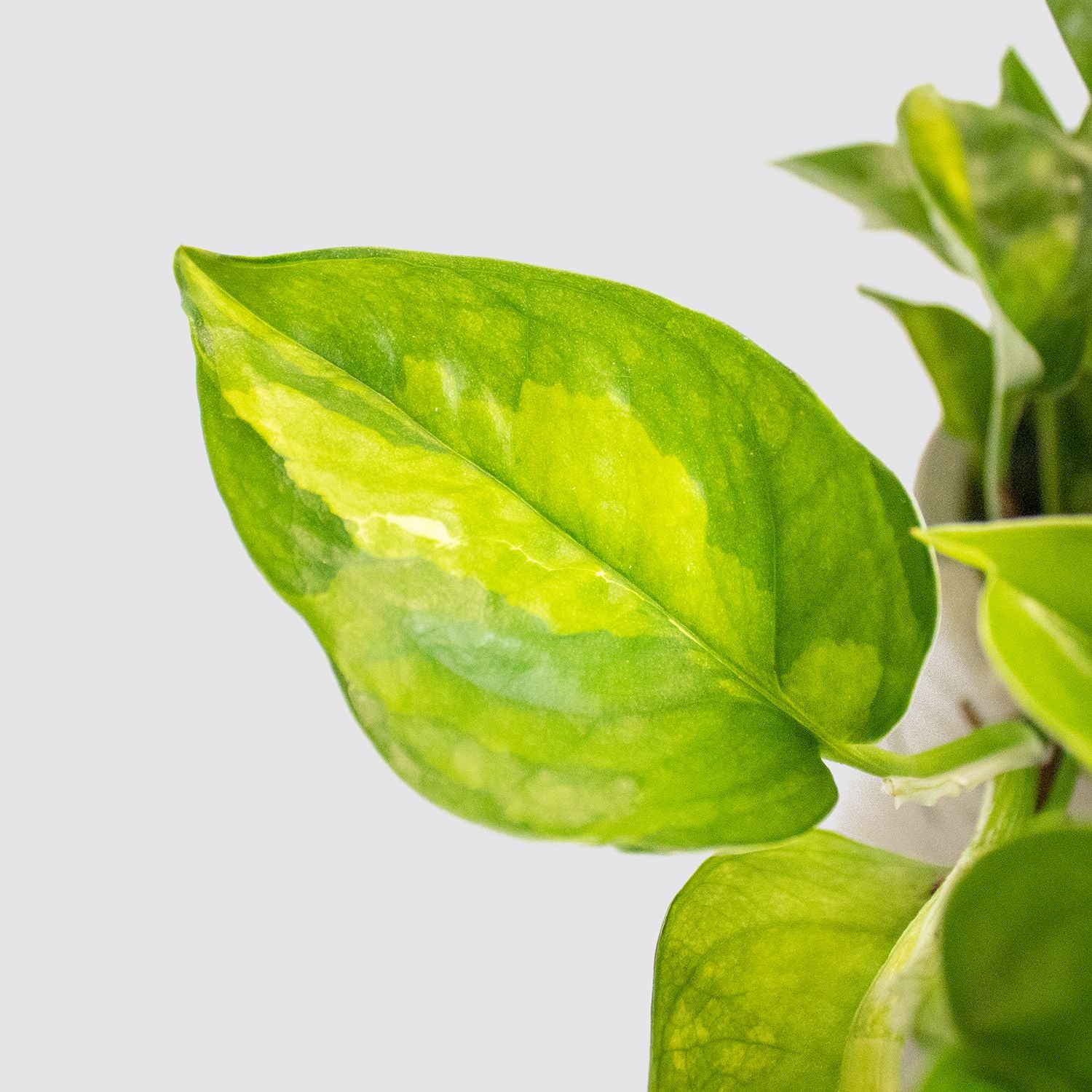 Epipremnum 'Global Green'