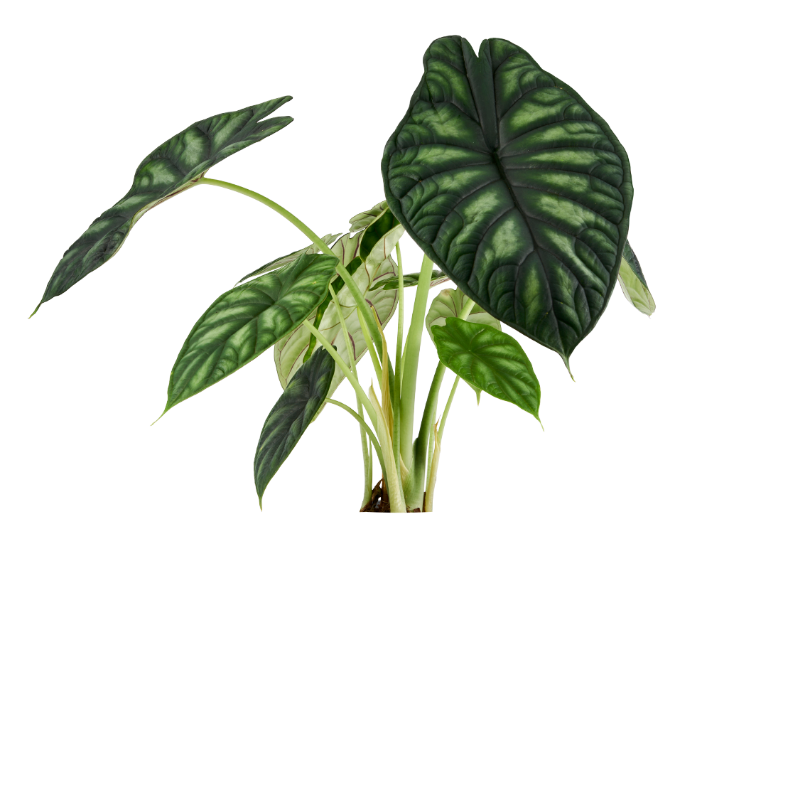 Alocasia Dragon scale