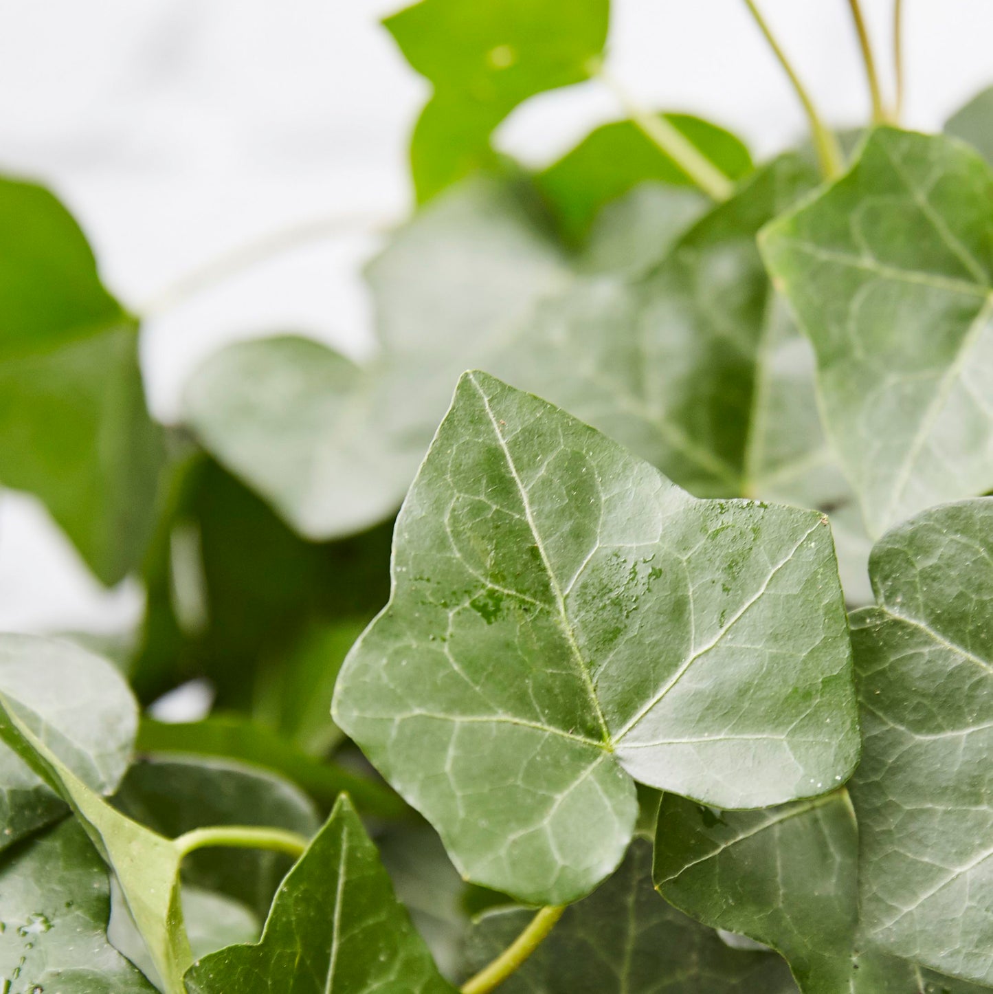 English Ivy