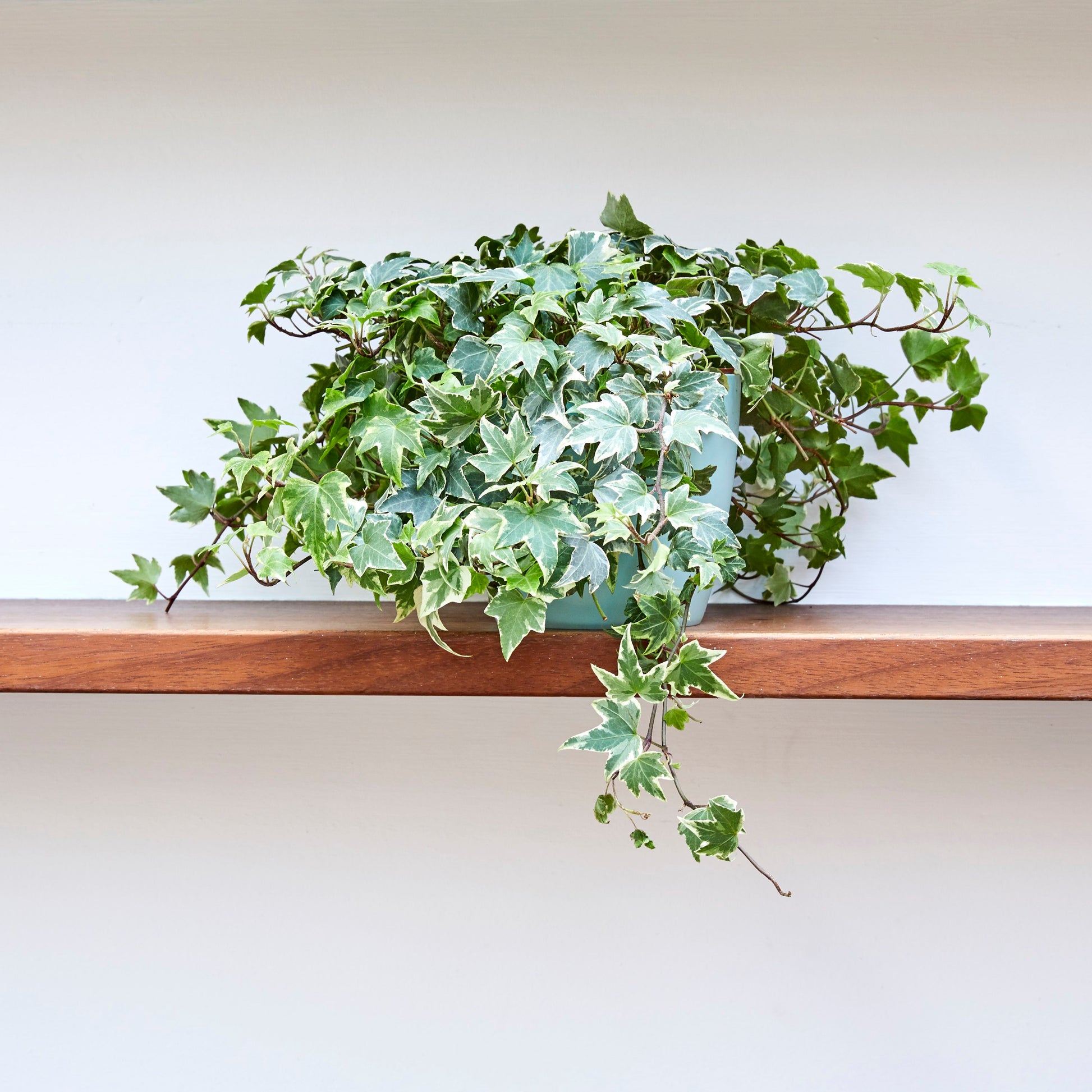Variegated English Ivy