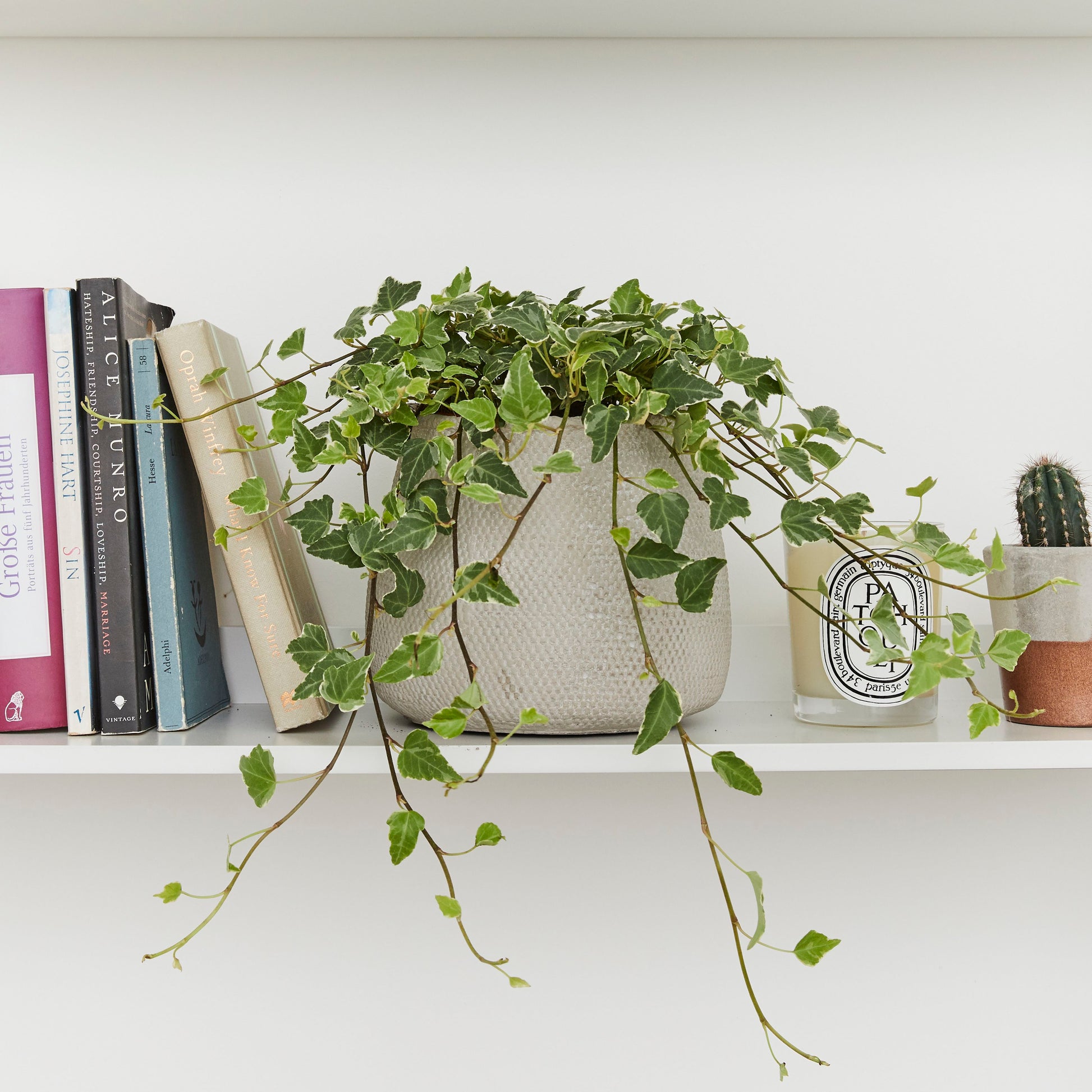 Variegated English Ivy