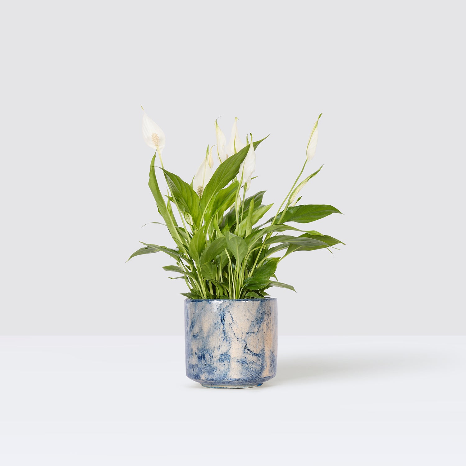 pippa pot