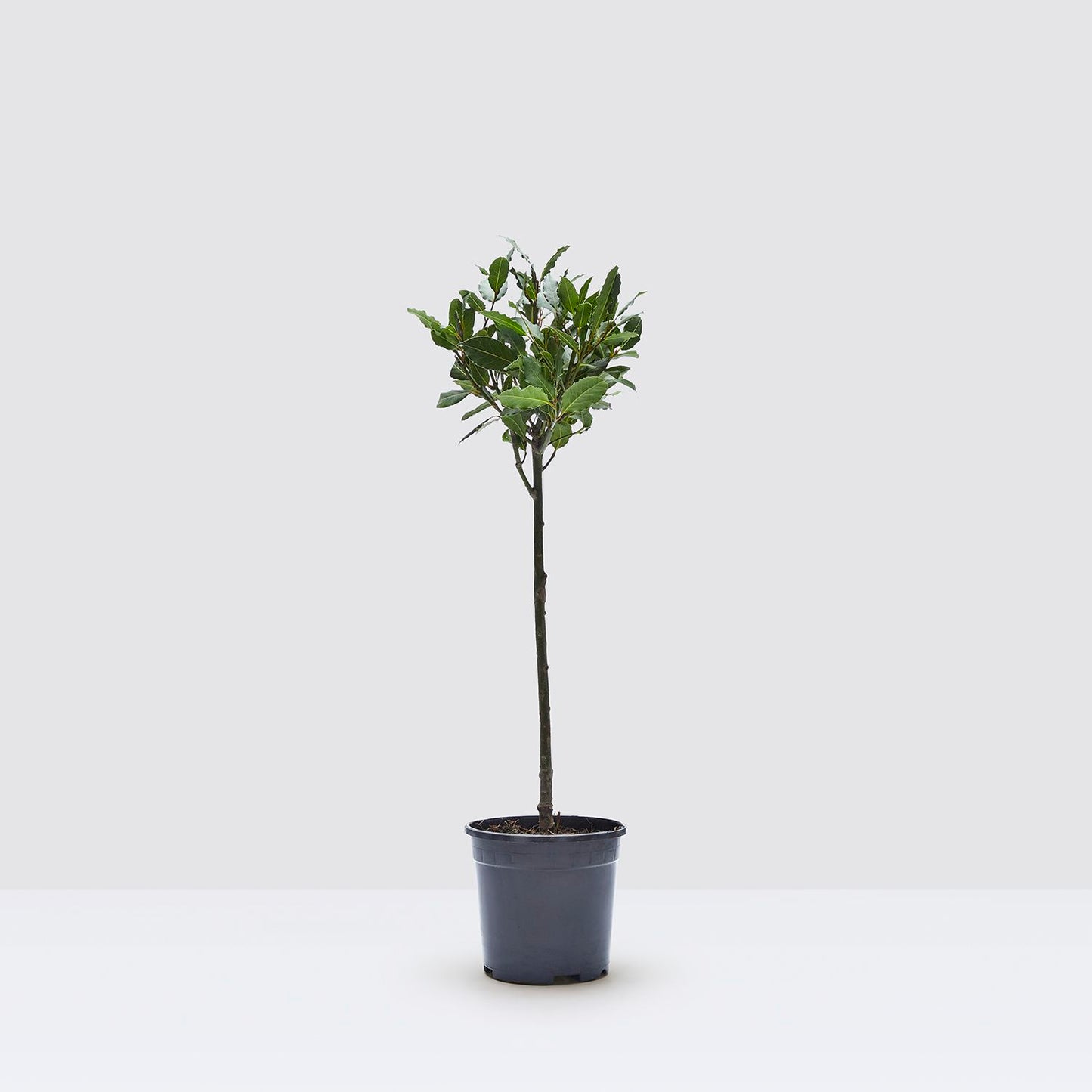 Laura tree
