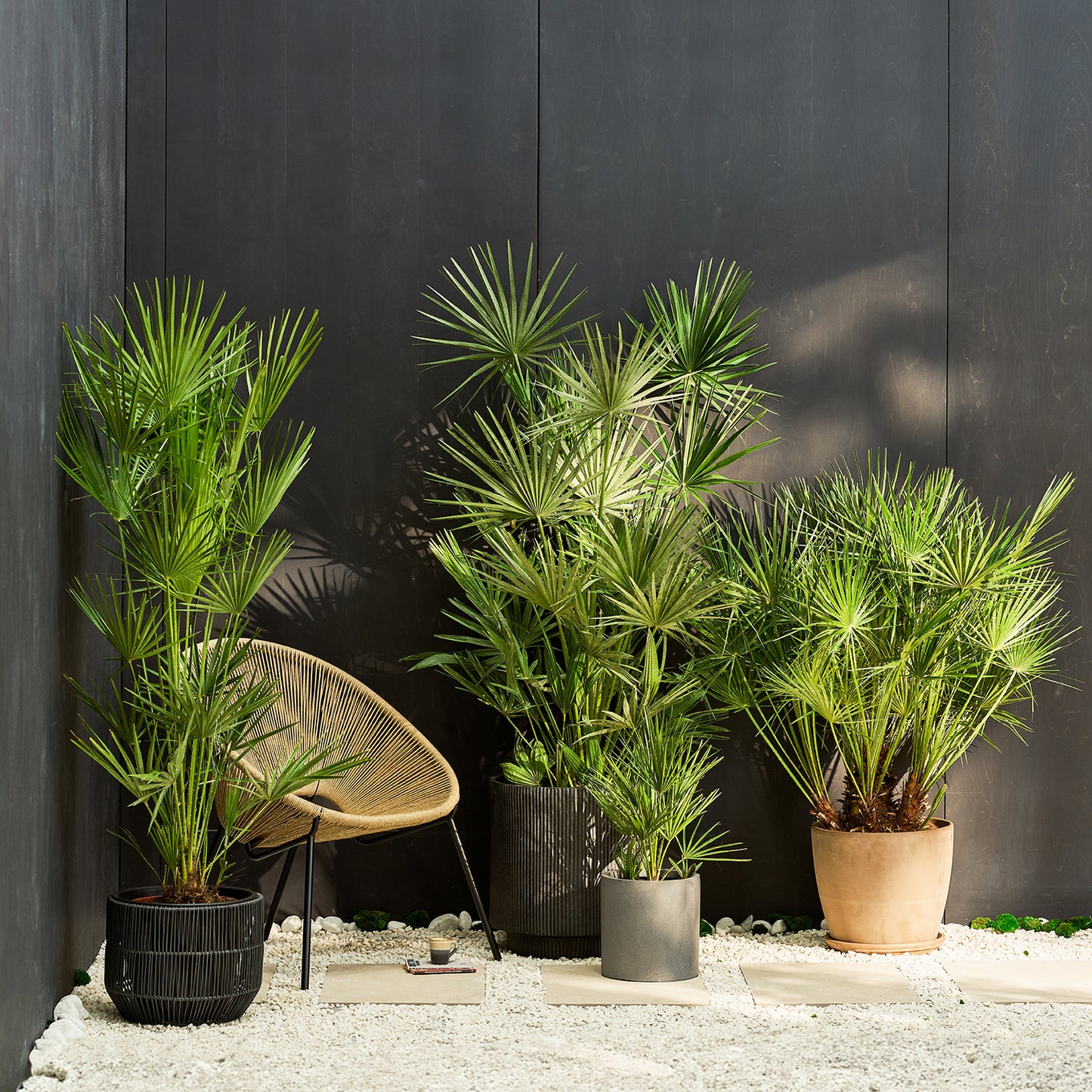 Chamaerops Humilis | Patch Plants