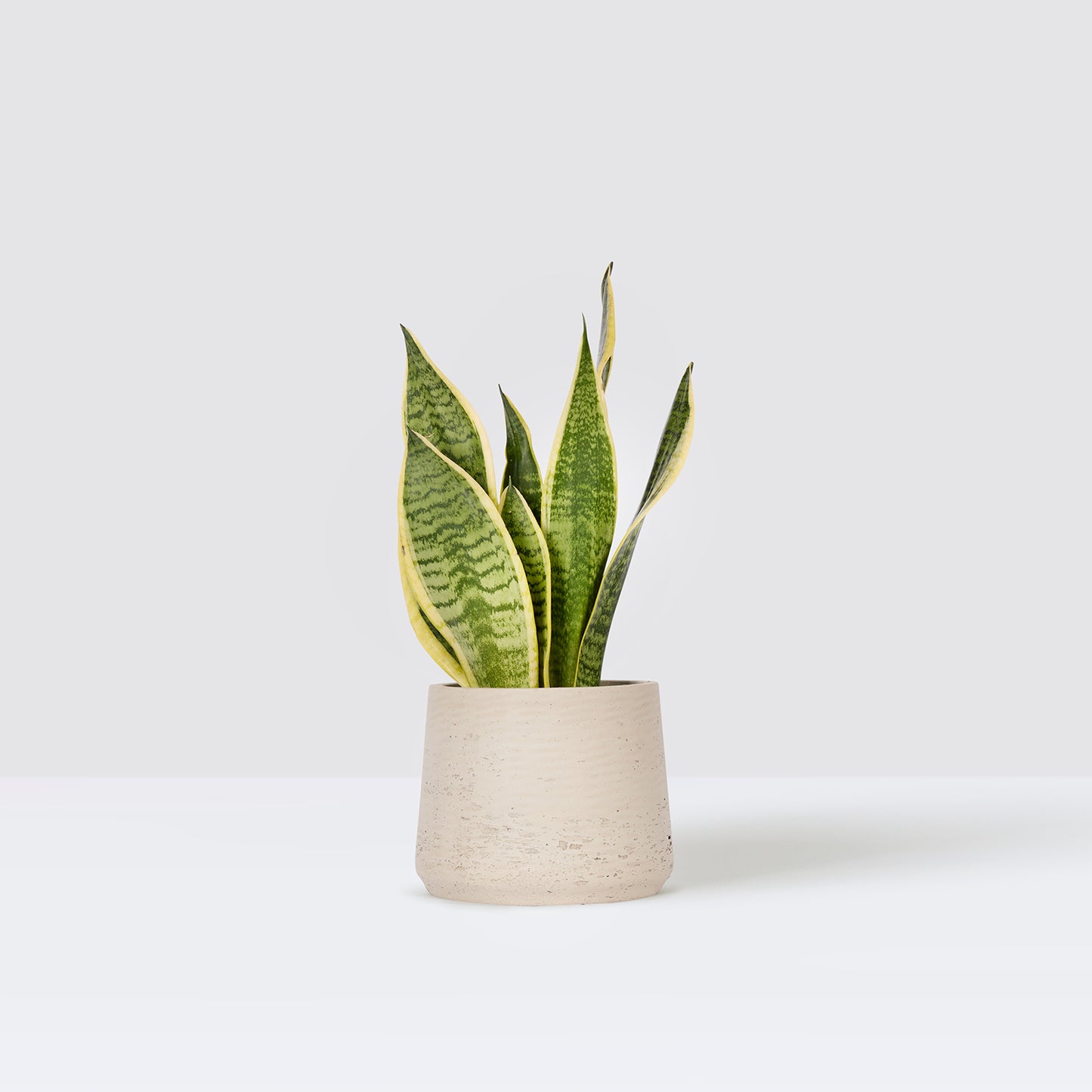 susie pot
