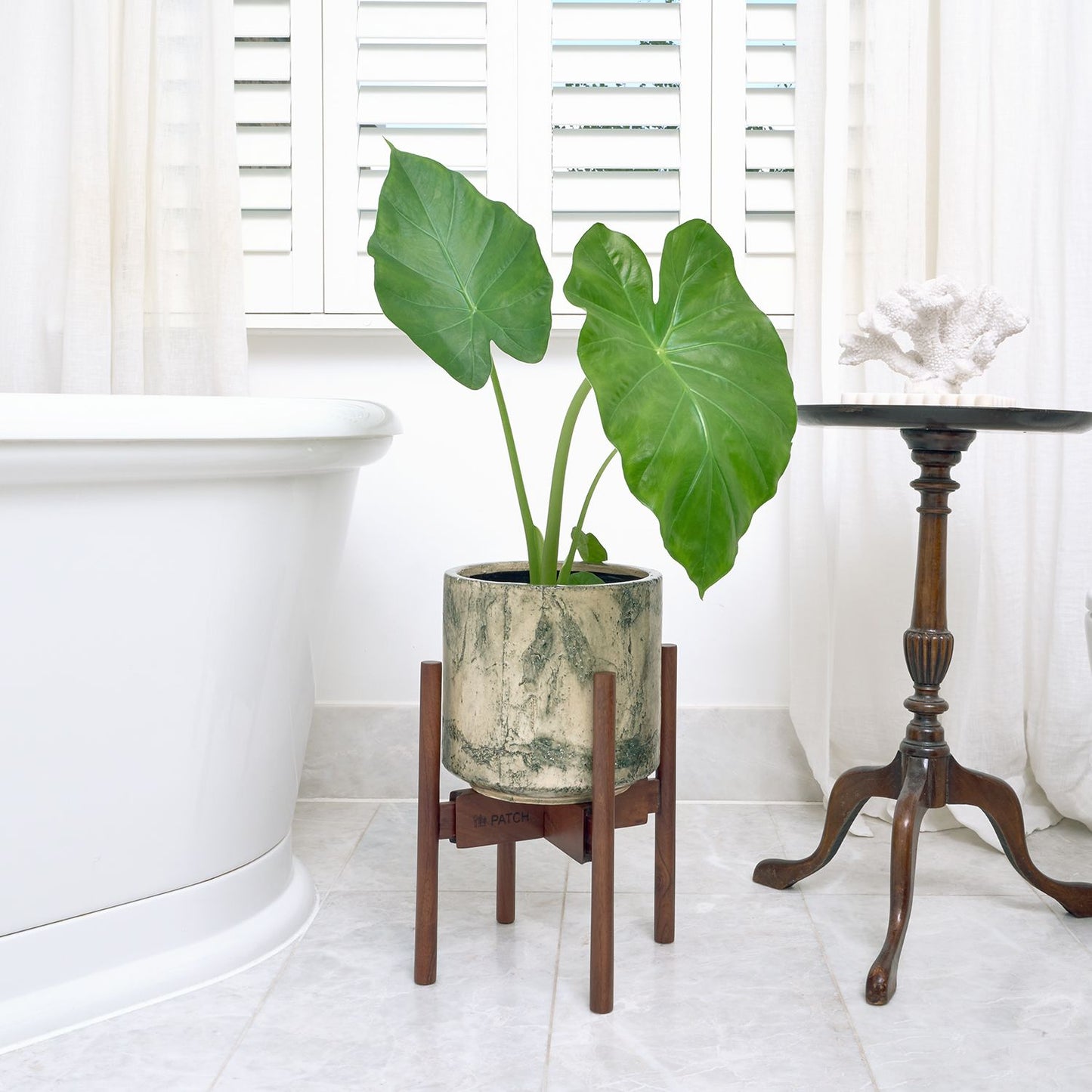Alocasia macrorrhizos