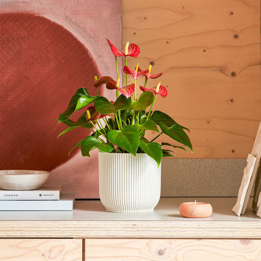 Anthurium 'livium' - red