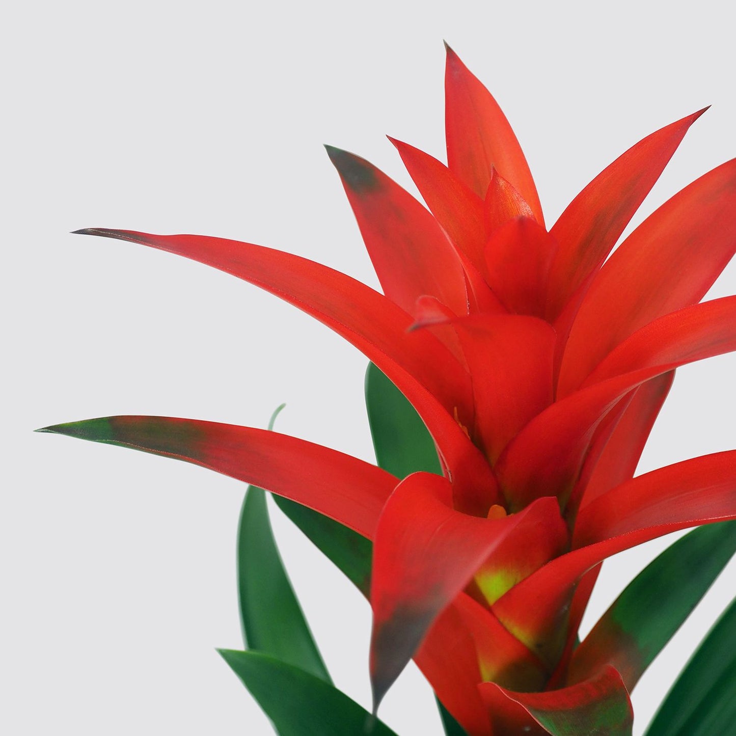 Scarlet star