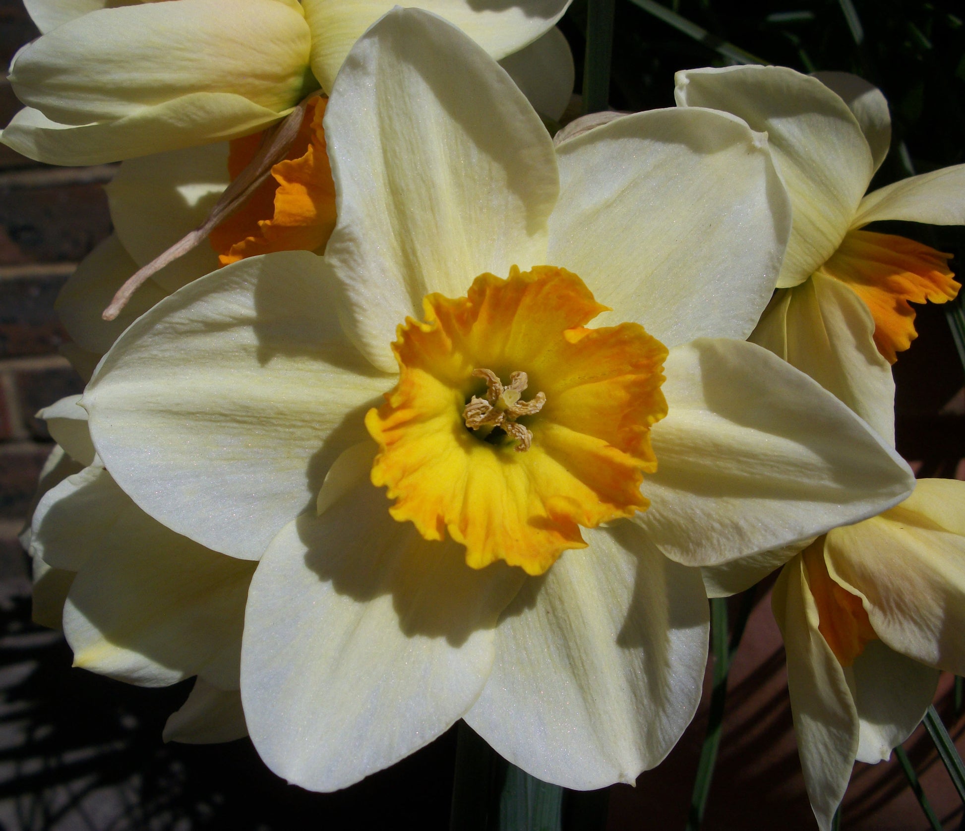 Daffodils spring bulbs