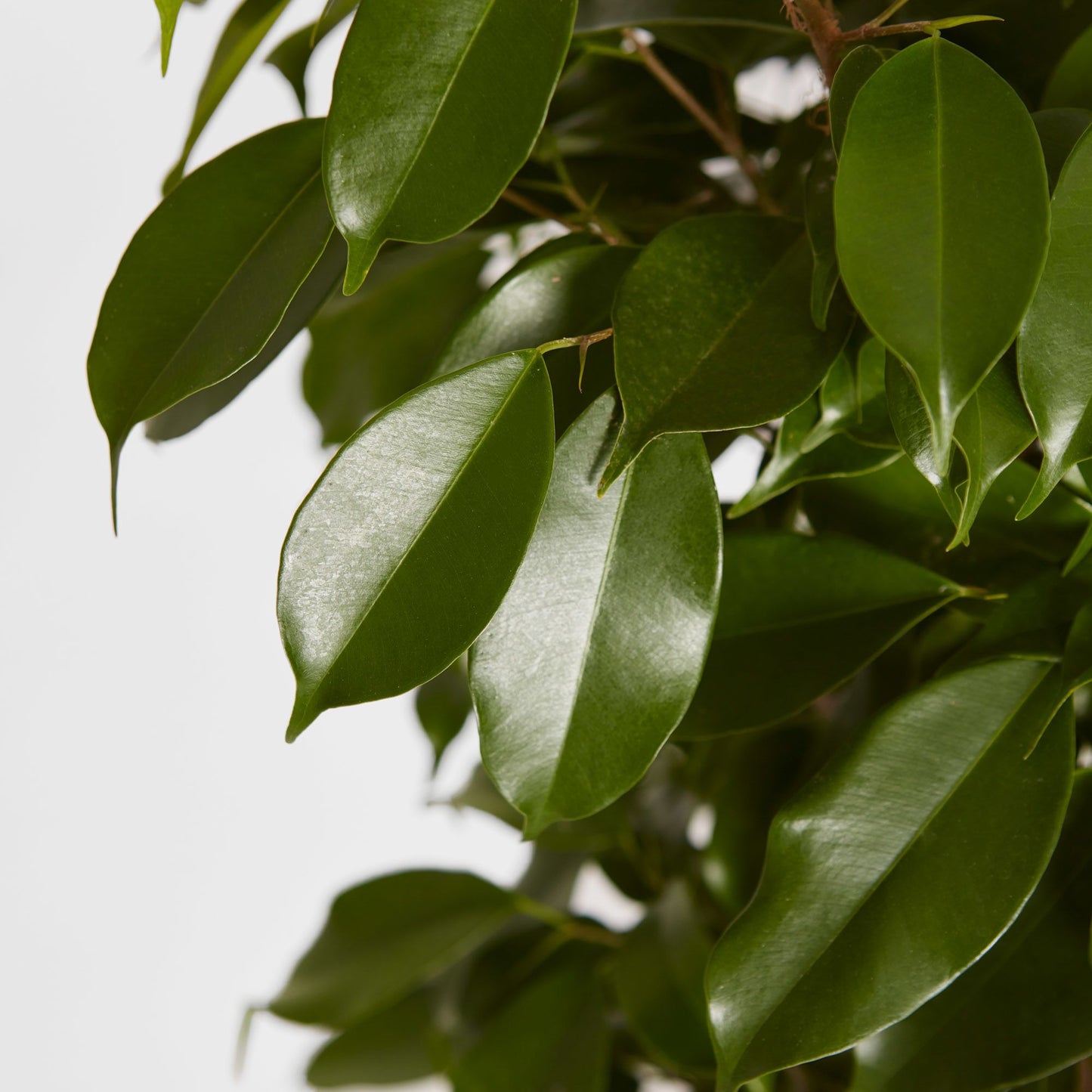 Ficus benjamina
