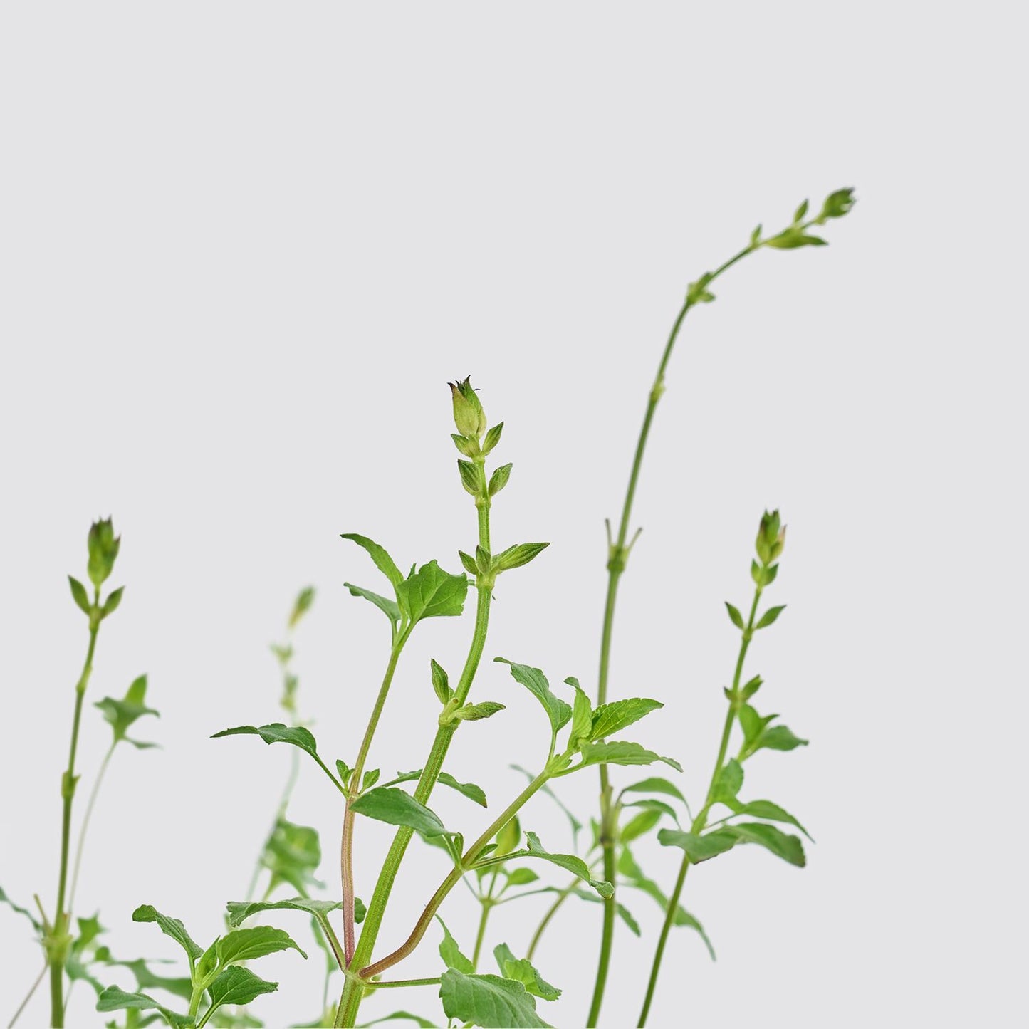 Salvia microphylla ‘Hot Lips’