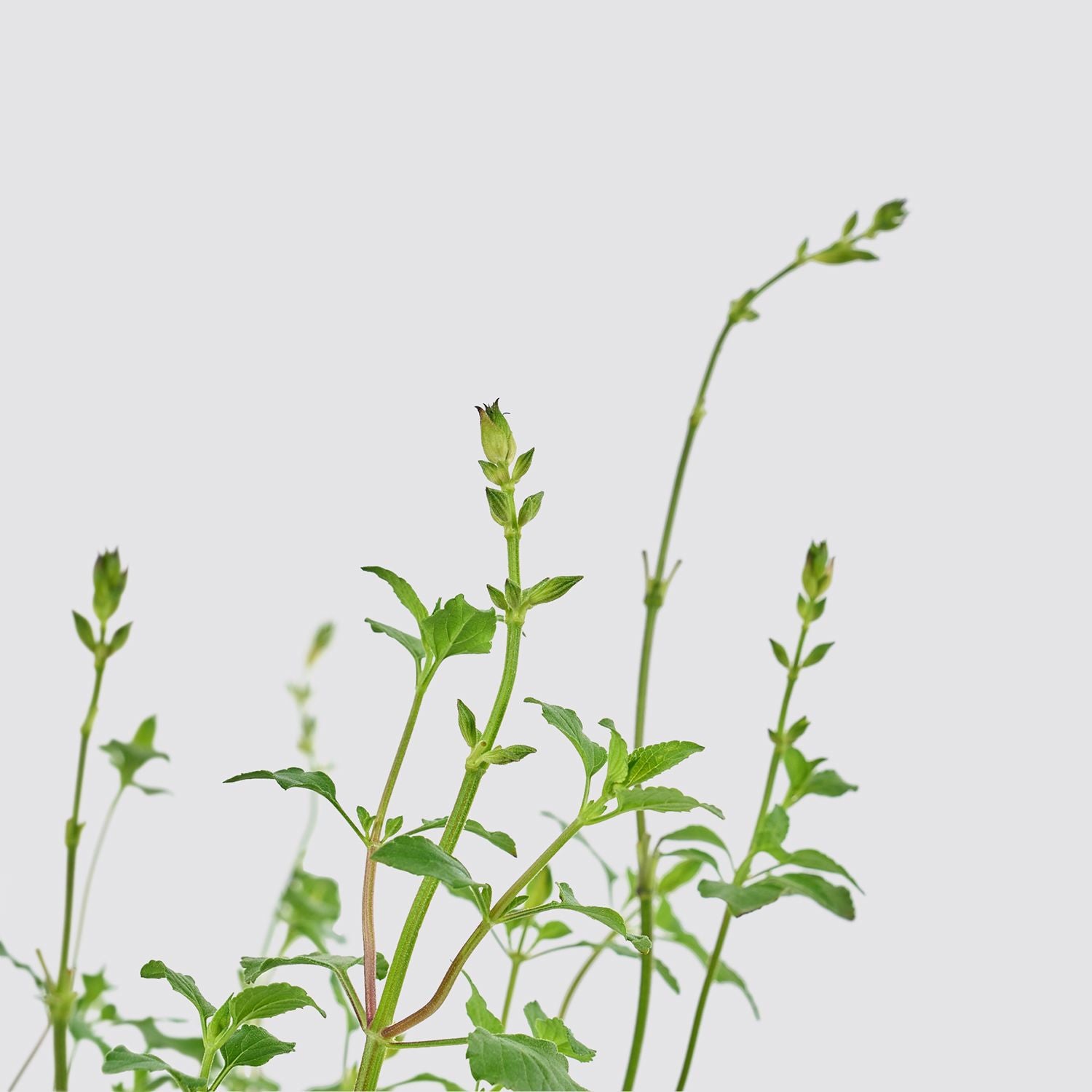 Salvia microphylla ‘Hot Lips’