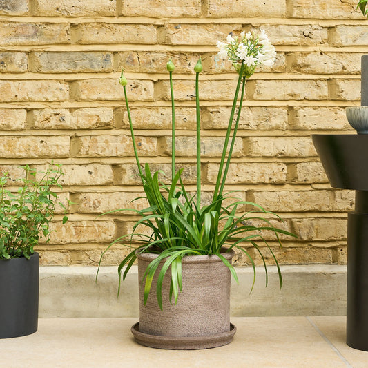 Agapanthus 'fireworks'