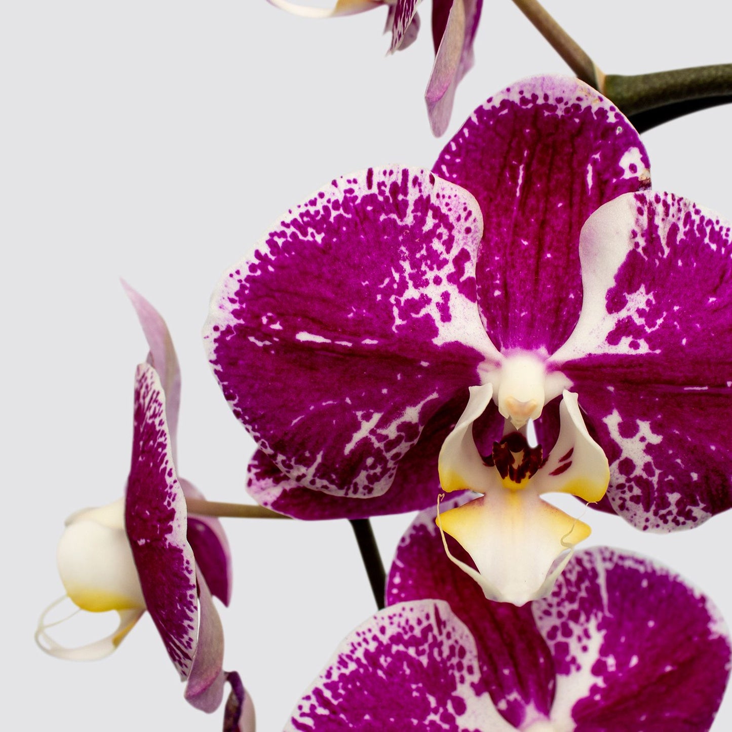 Orchid - Purple spotty