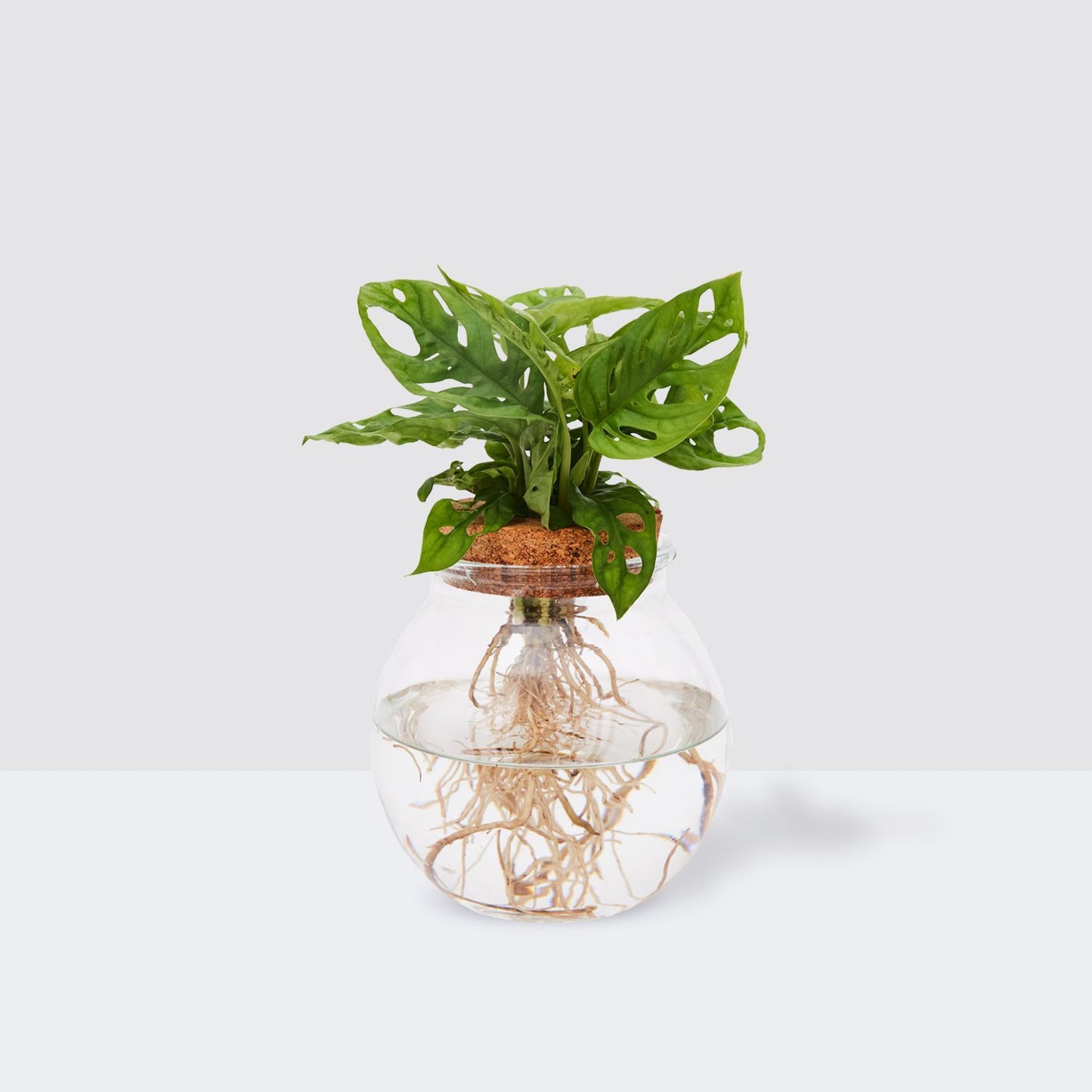 Wallace in glass