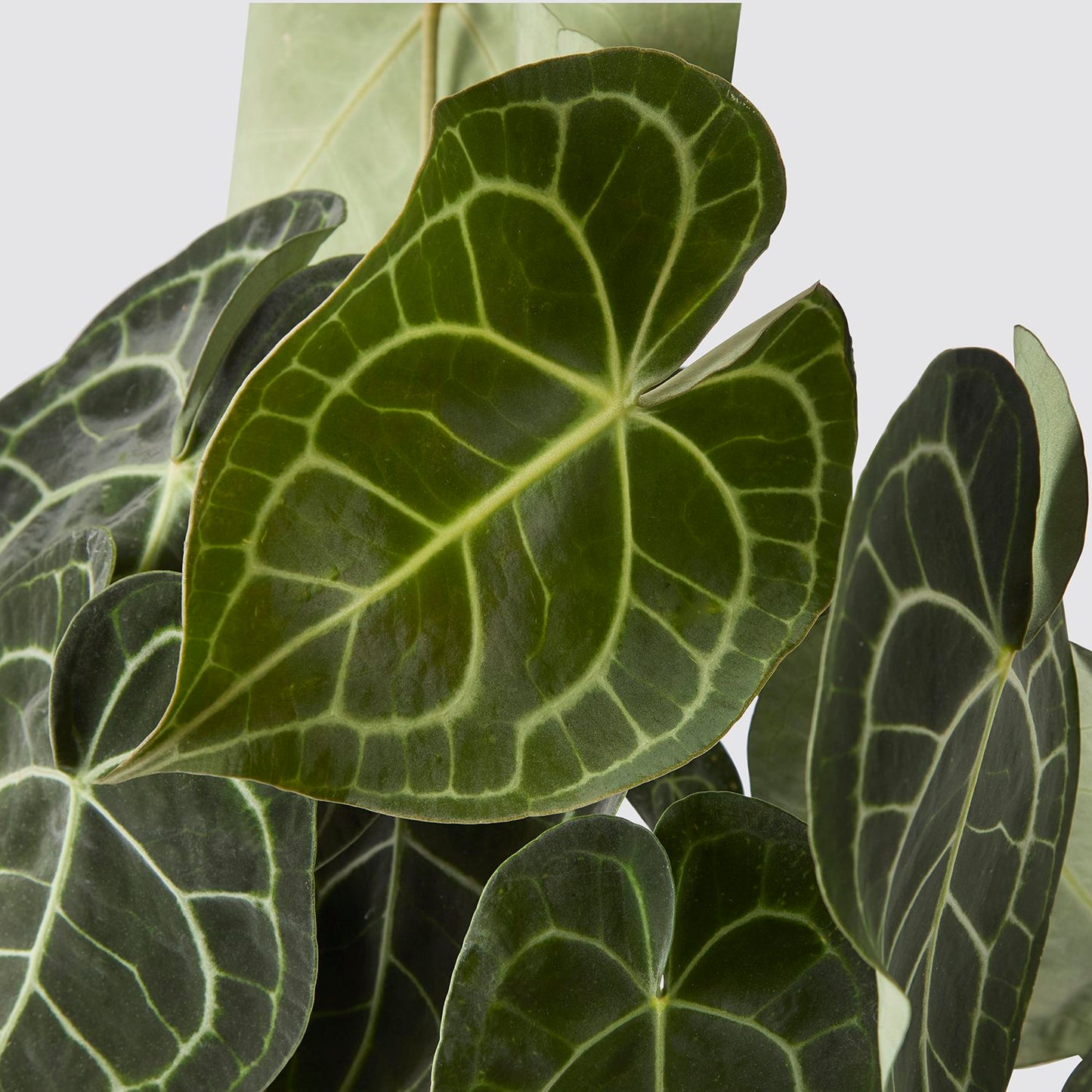 Anthurium Clarinervium
