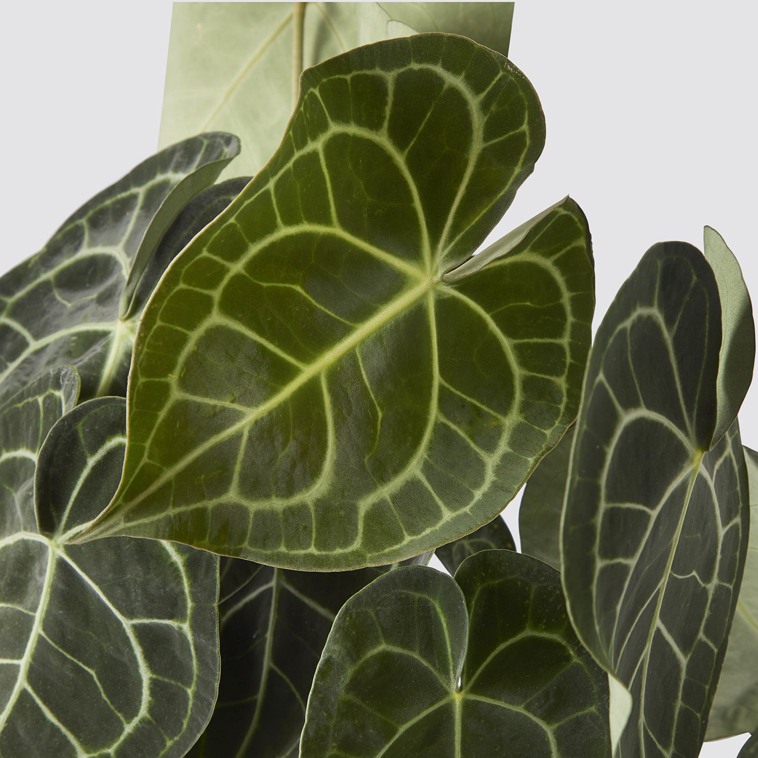 Anthurium Clarinervium
