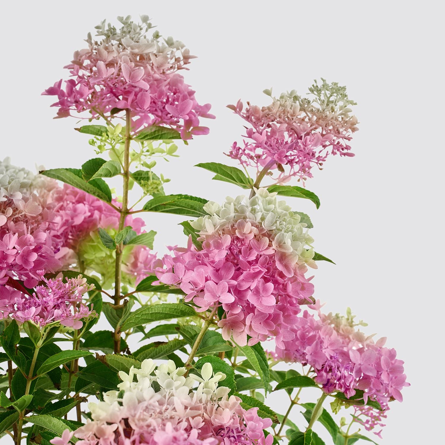 Hydrangea paniculata - pink