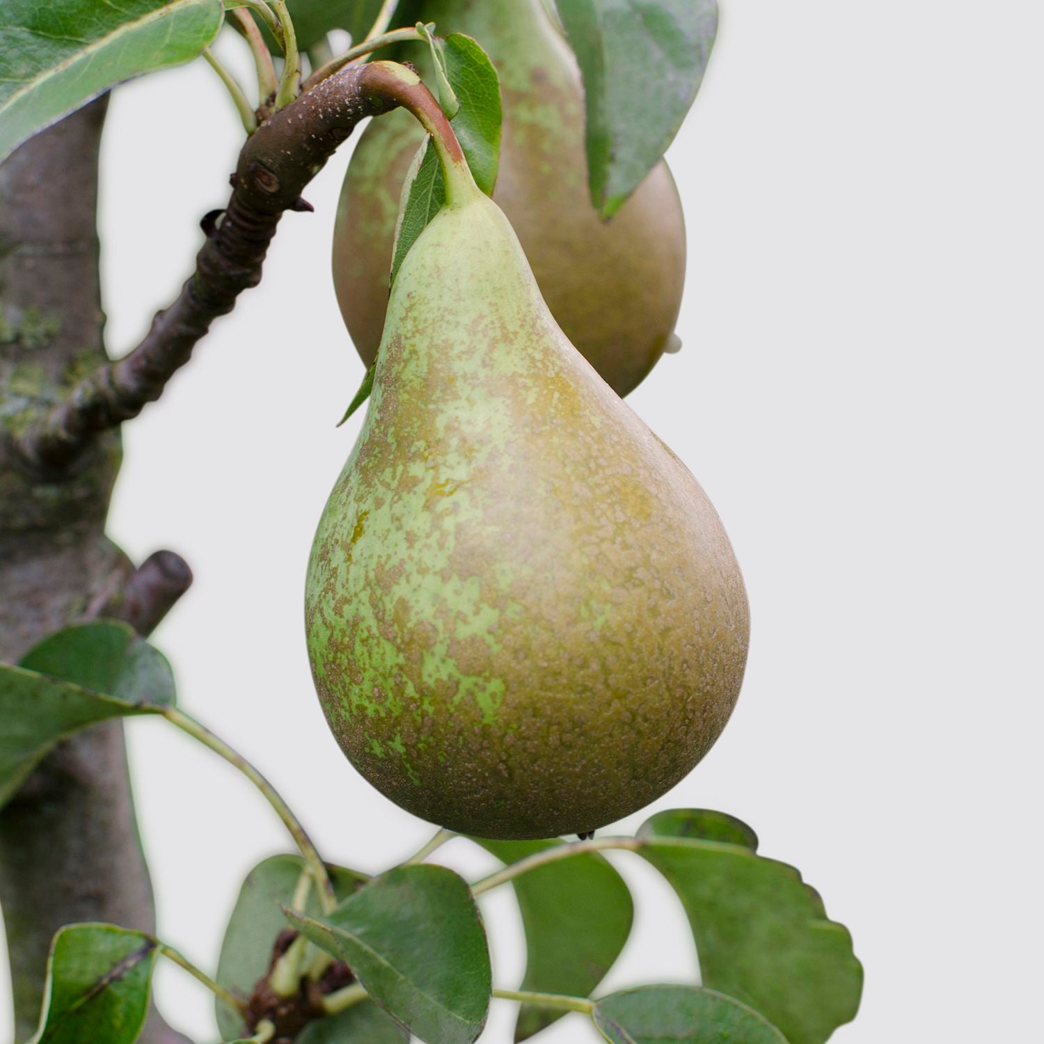 Pear tree