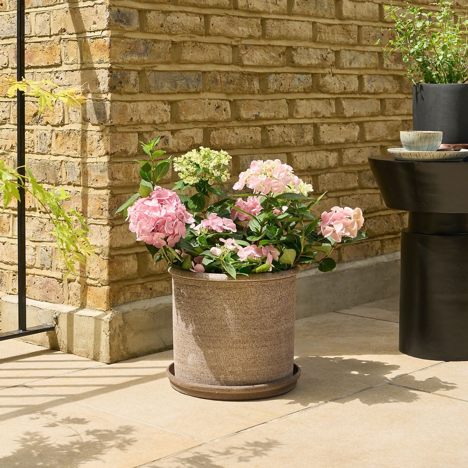 Hydrangea macrophylla - light pink