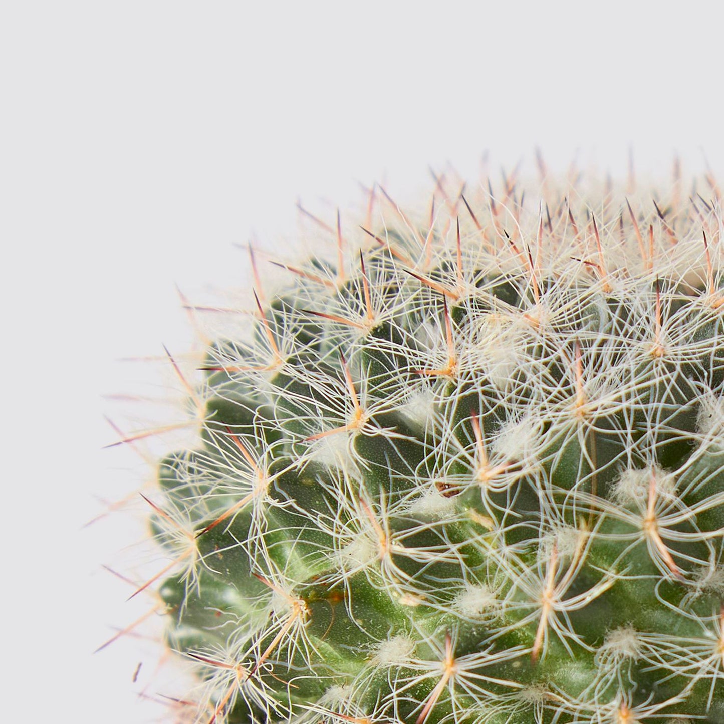 Mammillaria hahniana