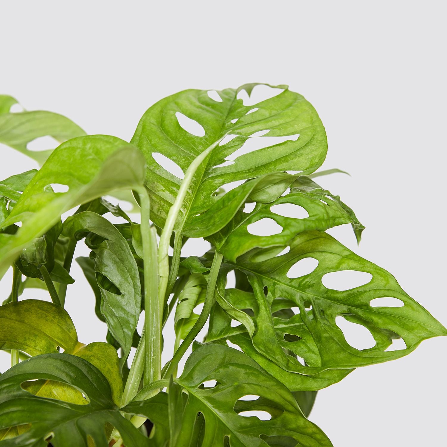 Hydroponic monstera adansonii