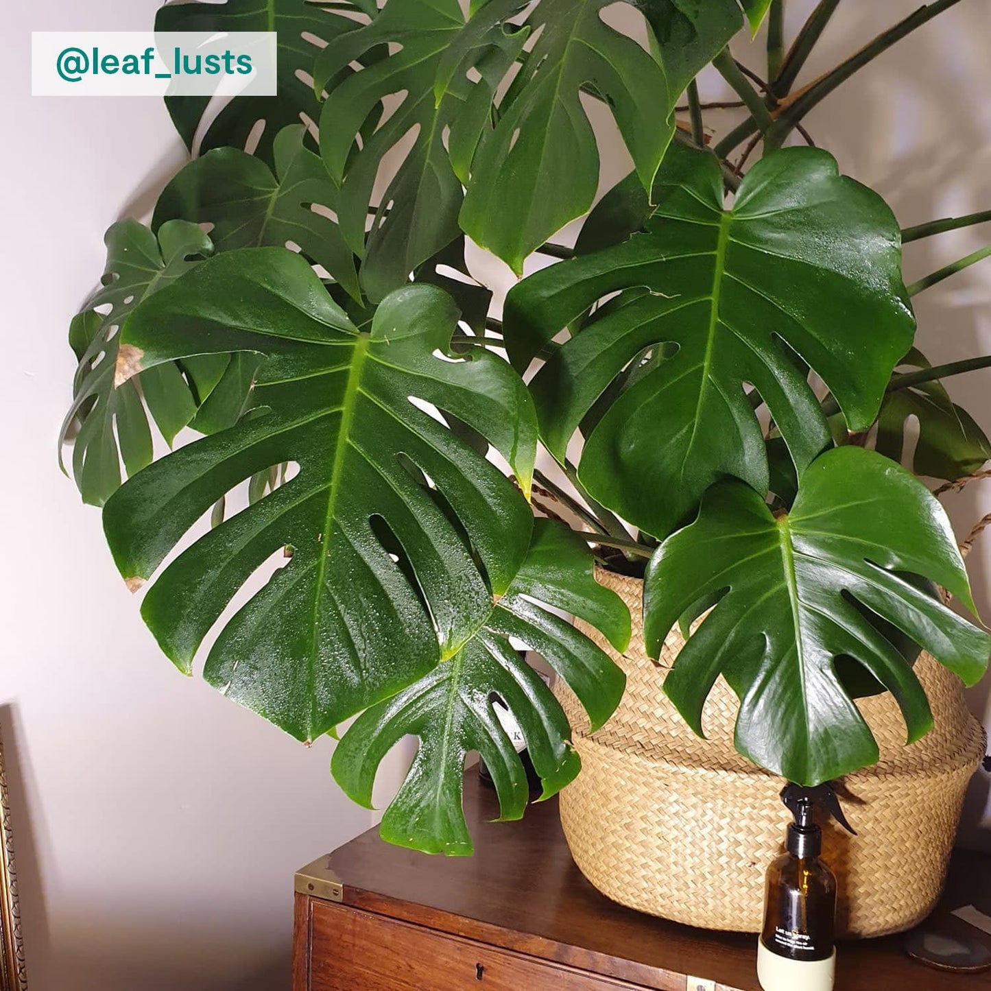 Swiss cheese plant