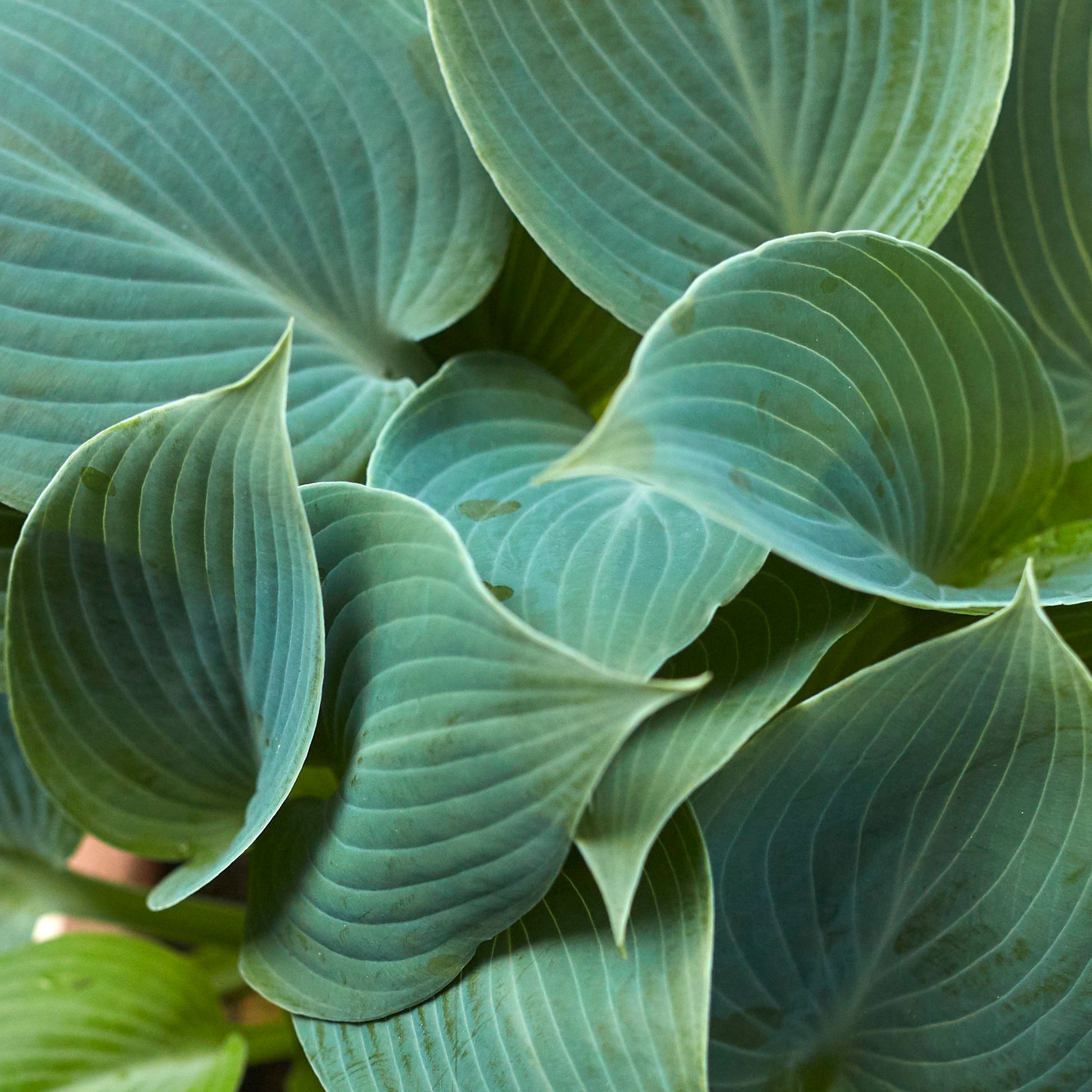 Hosta - Green