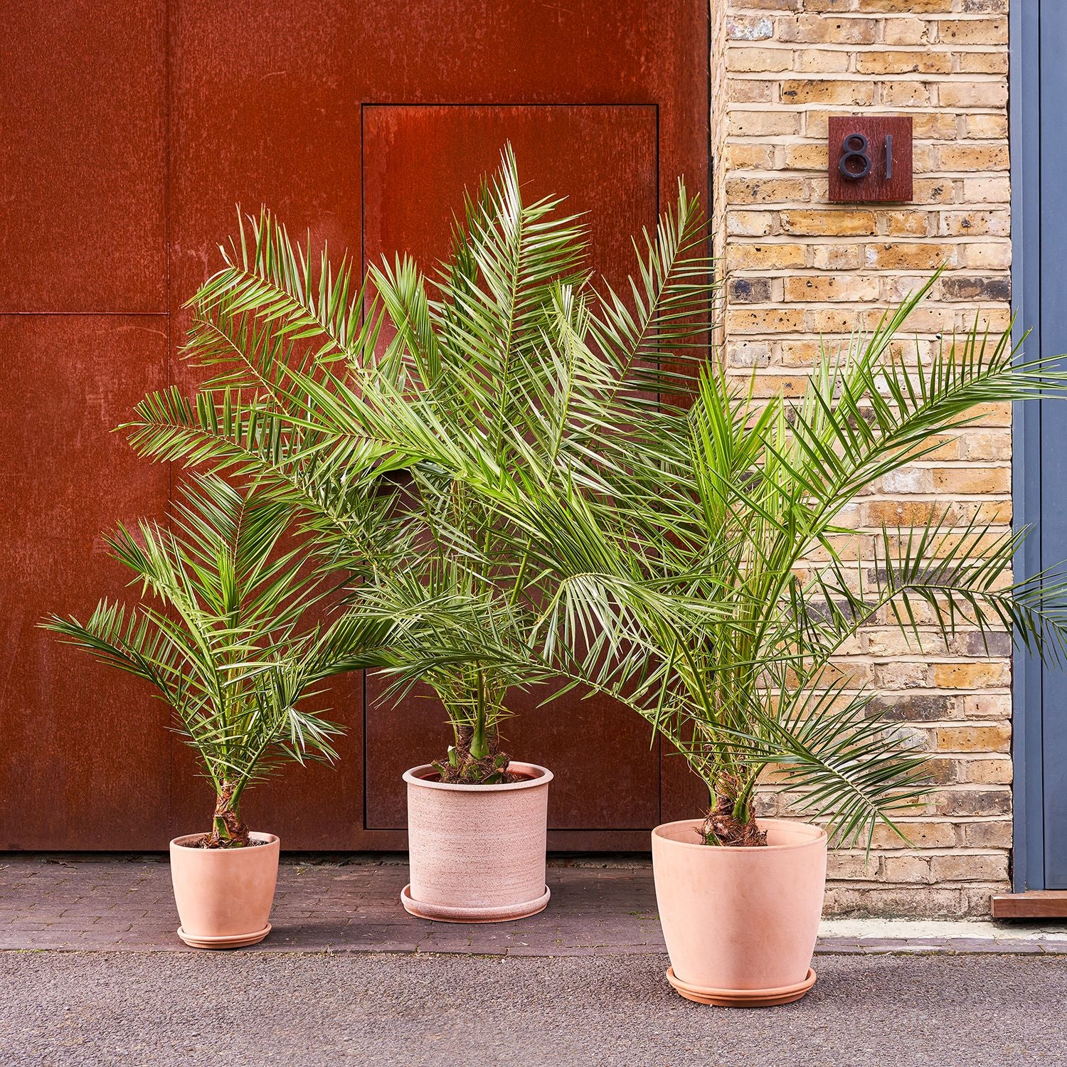Canary Island date palm