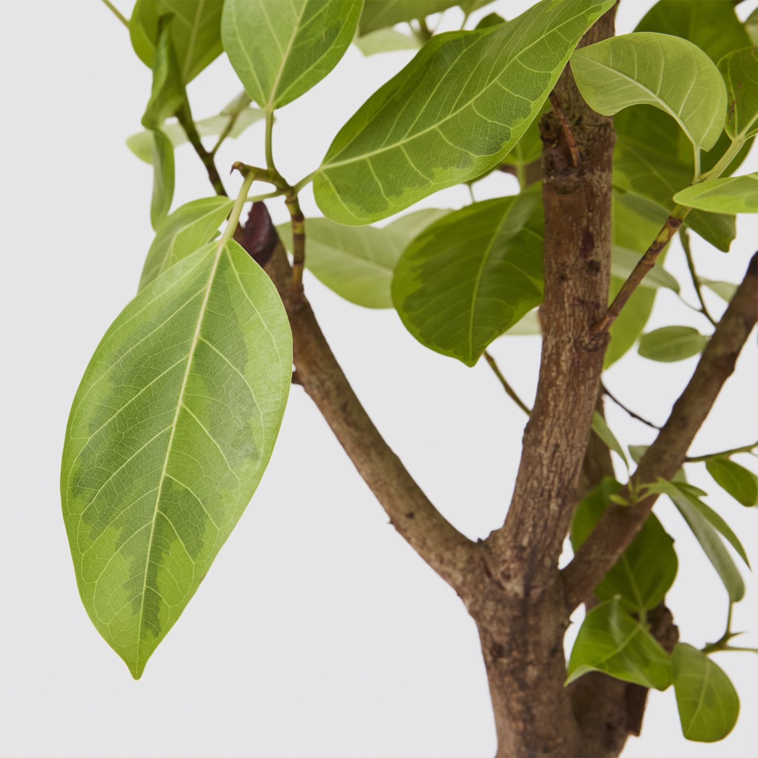 Ficus altissima yellow gem
