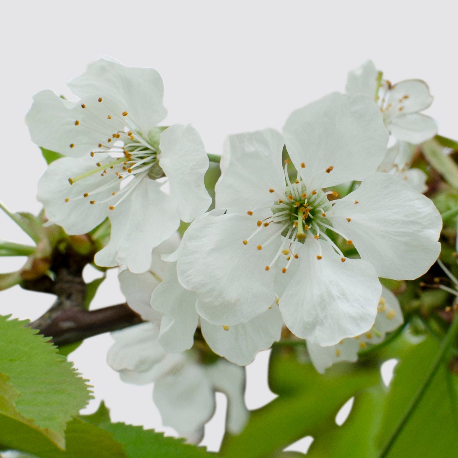 Cherry tree
