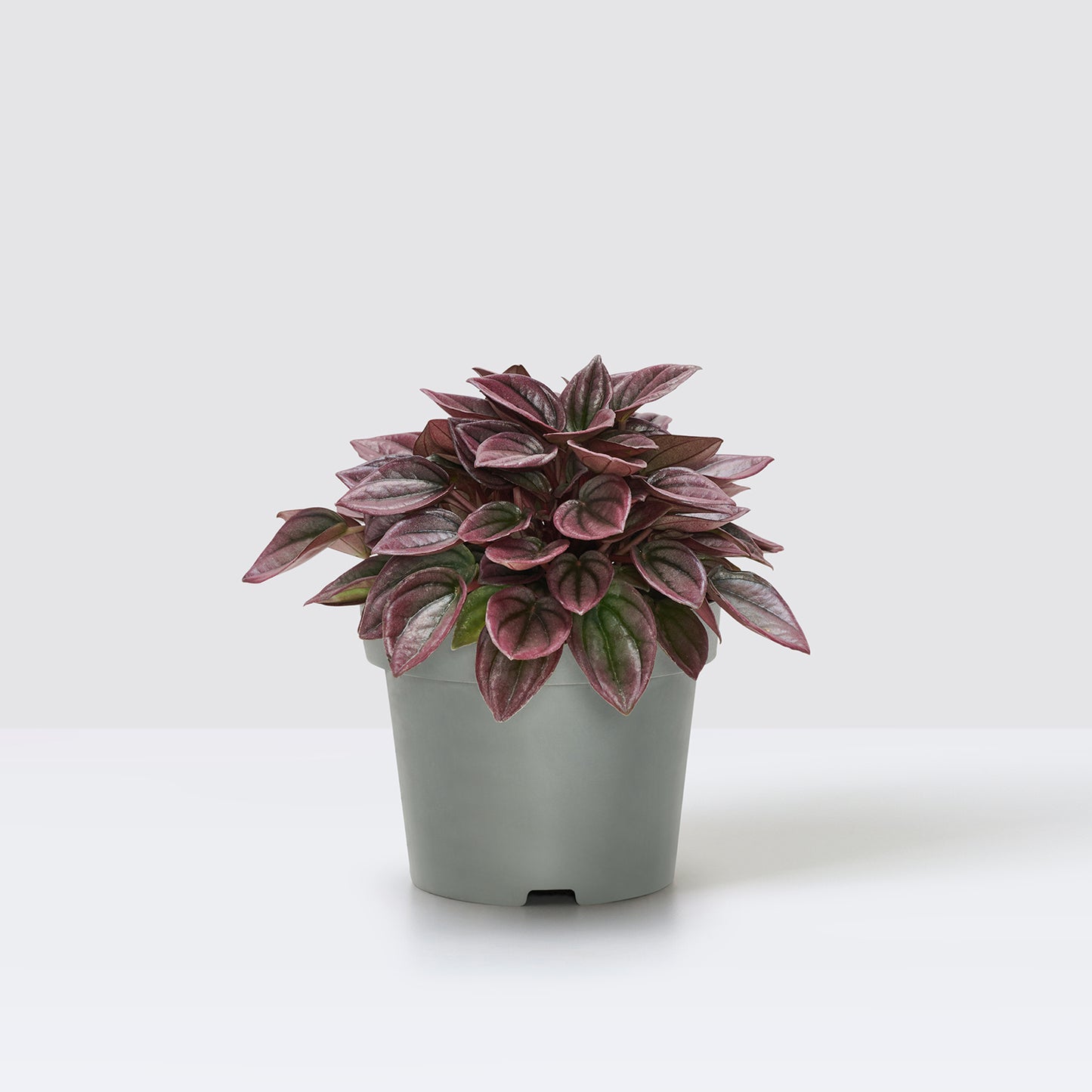Peperomia Caperata Cayenne | Patch Plants