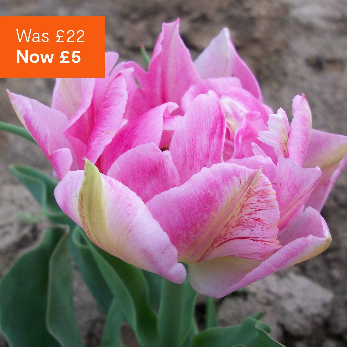 Scented Tulip spring bulbs