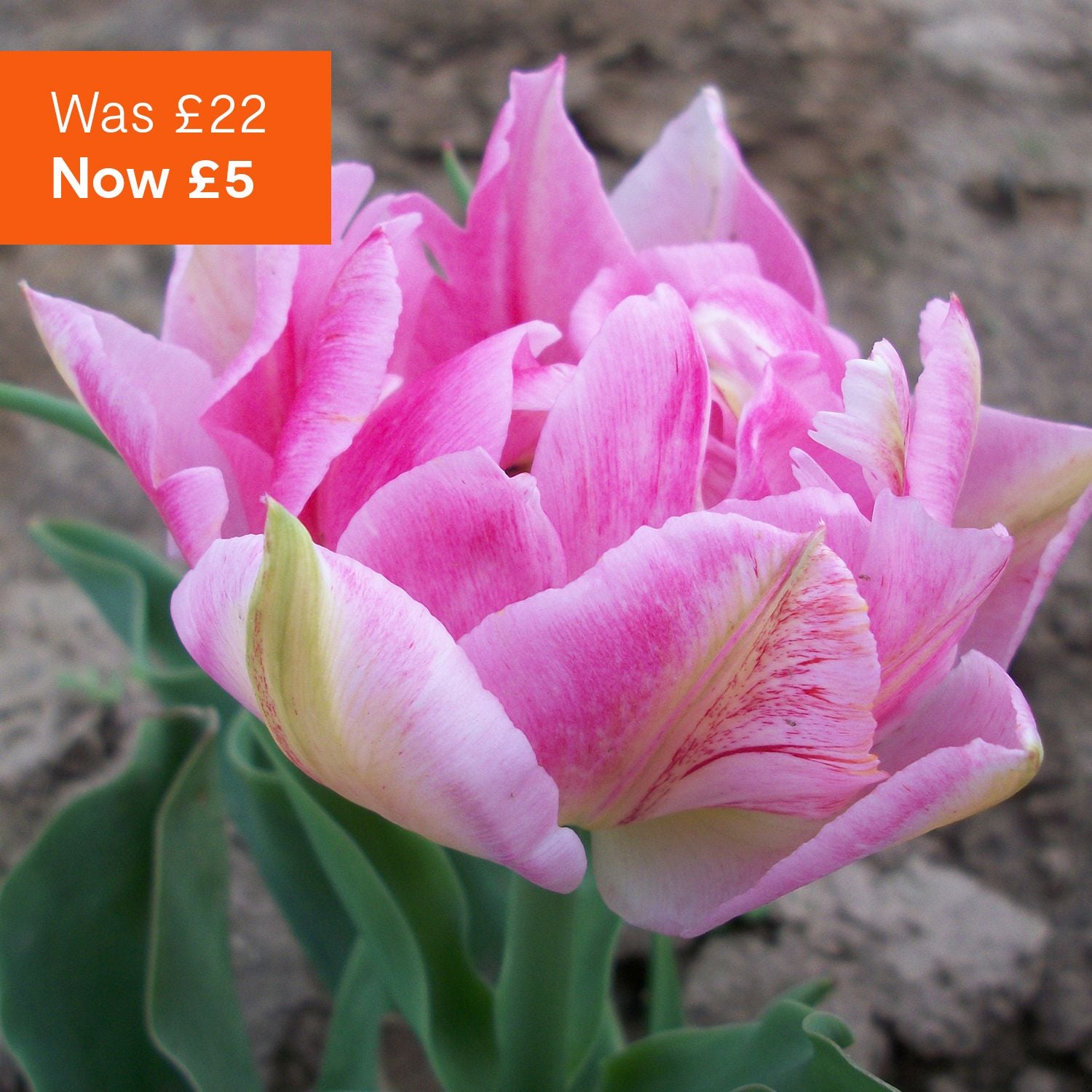 Scented Tulip spring bulbs