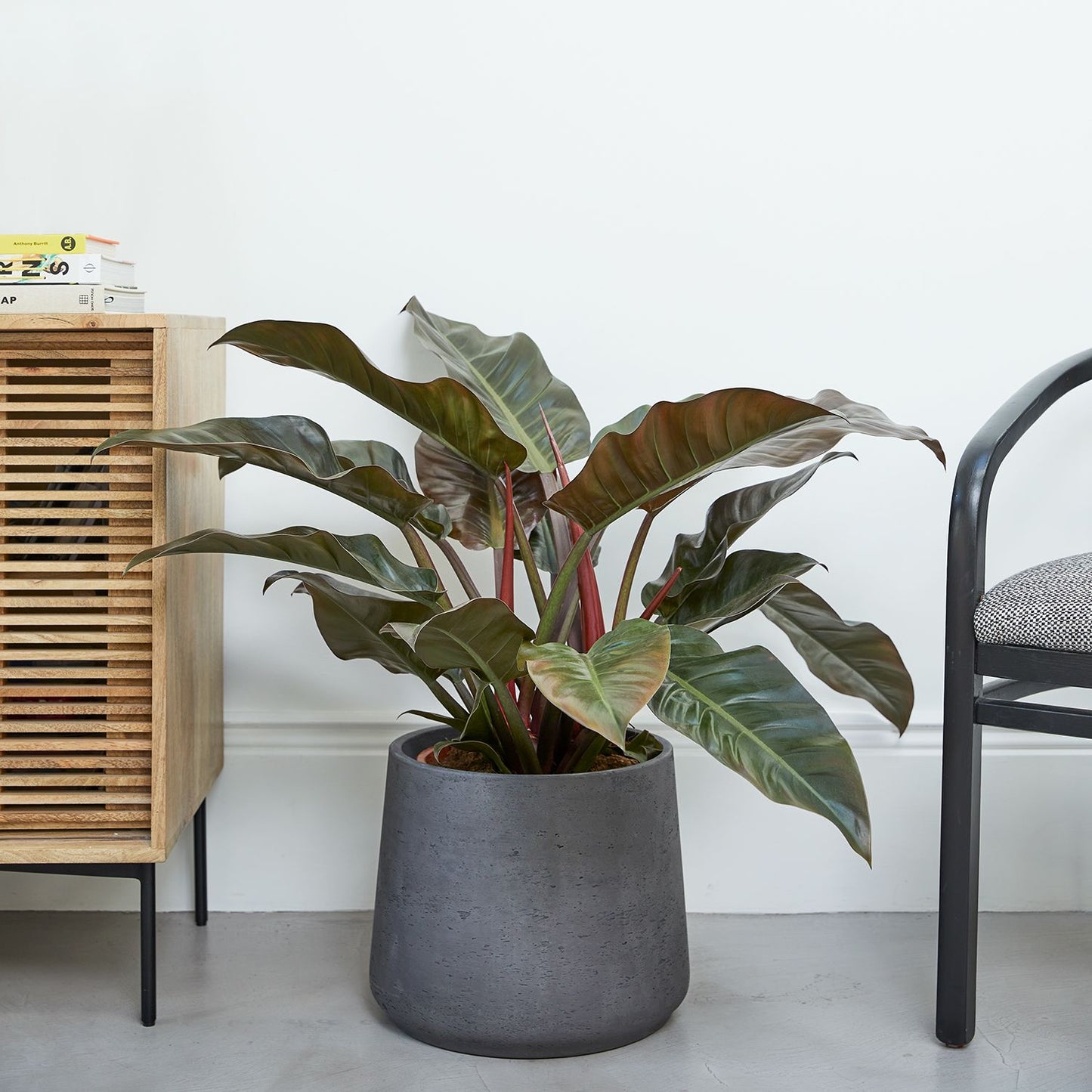 Philodendron Imperial Red