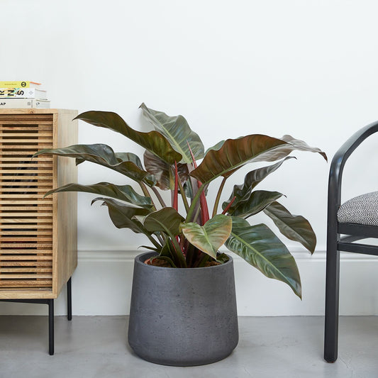 Philodendron Imperial Red