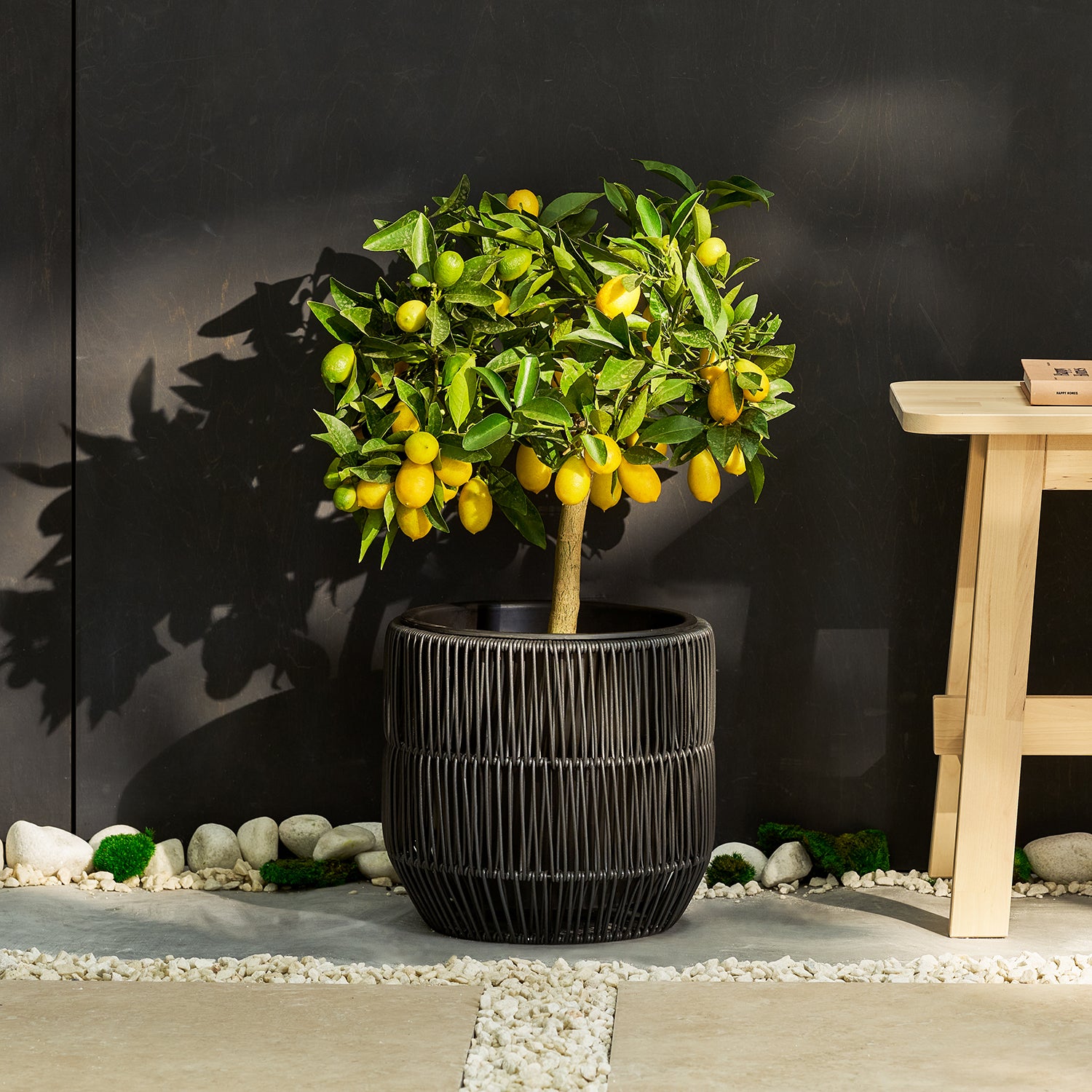 Limequat tree