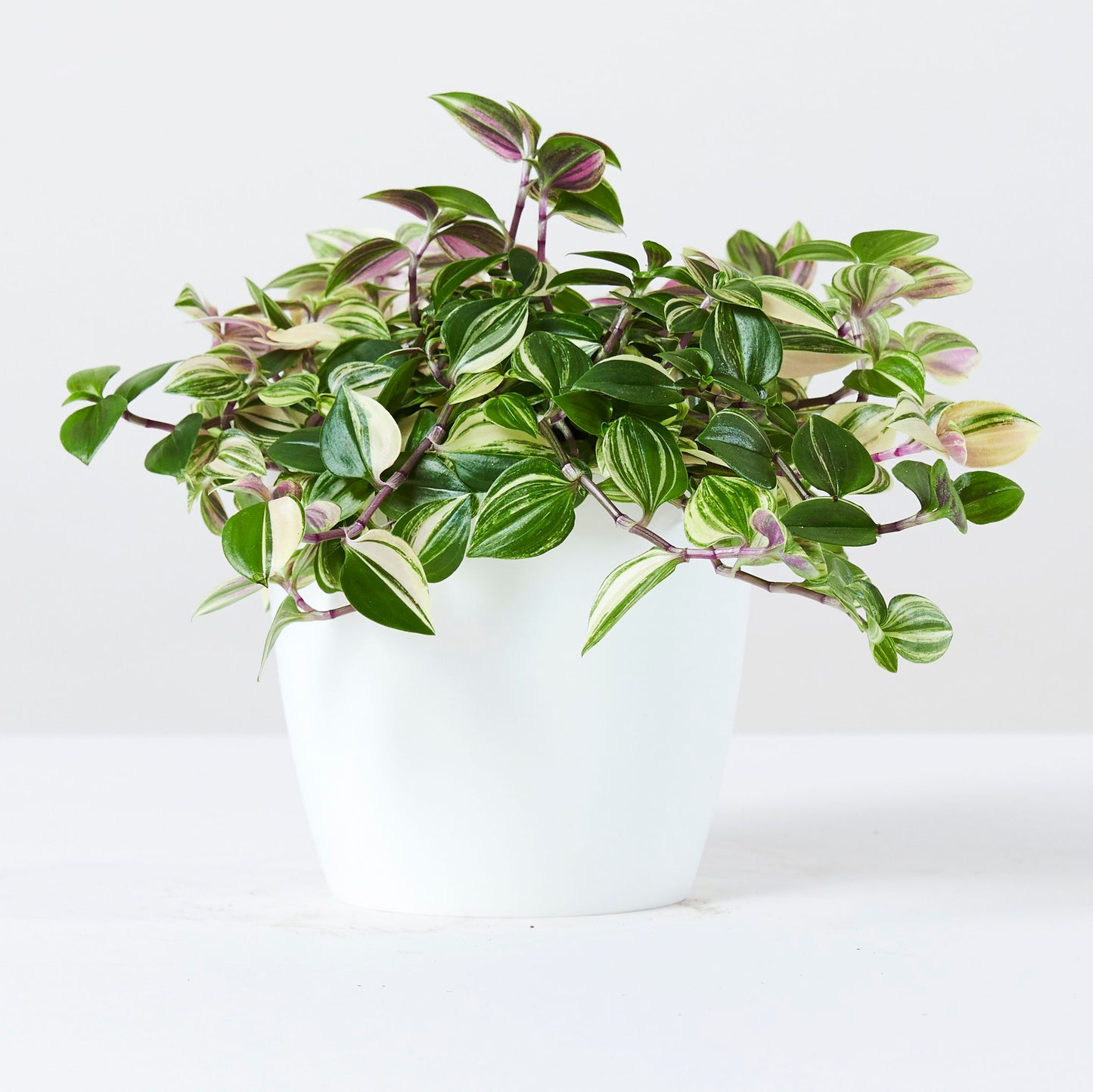 Curved edged pot
