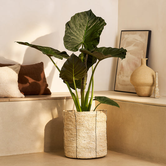 Alocasia 'Regal Shield' | Patch Plants