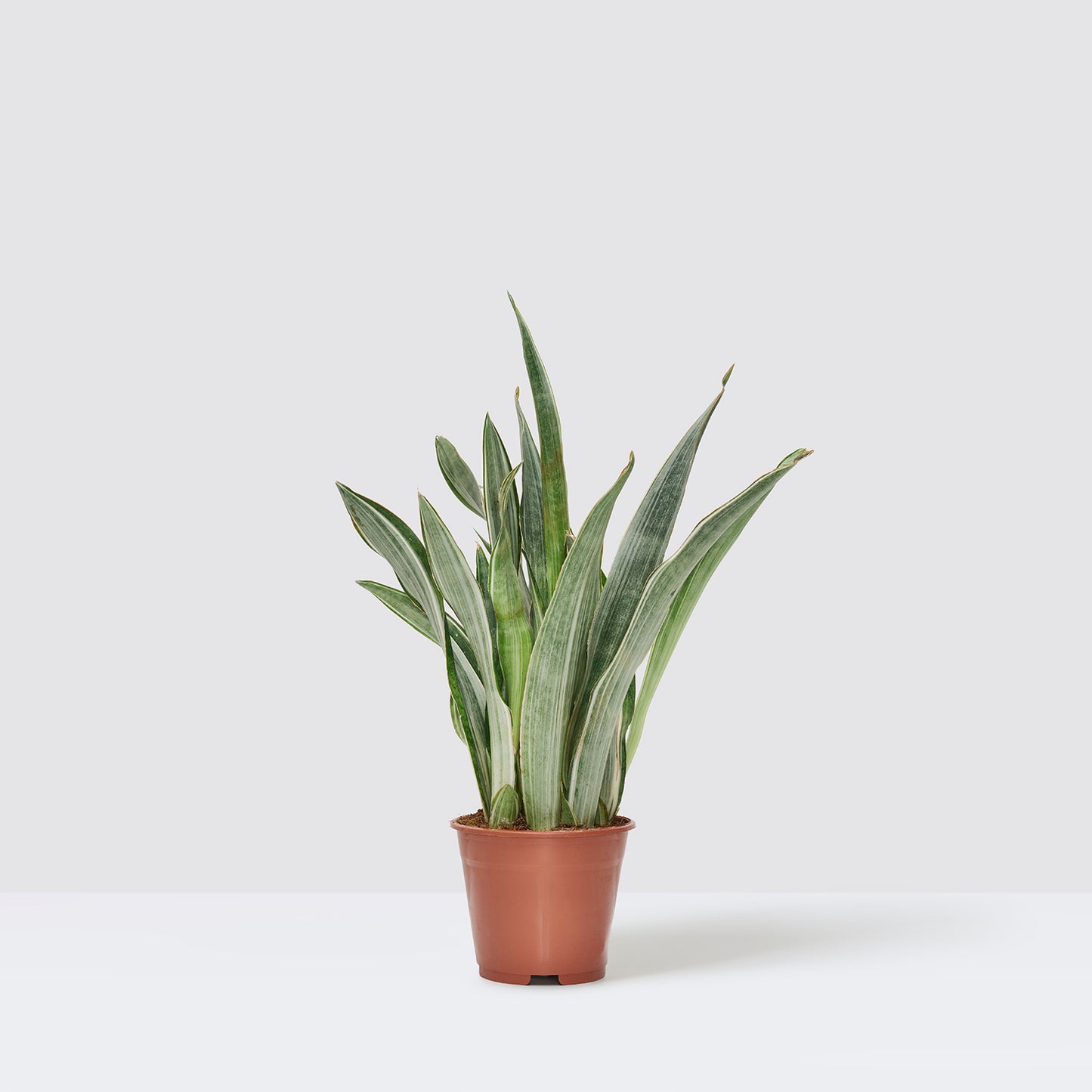 Sansevieria Aubrytiana 'Marlowe' | Patch Plants