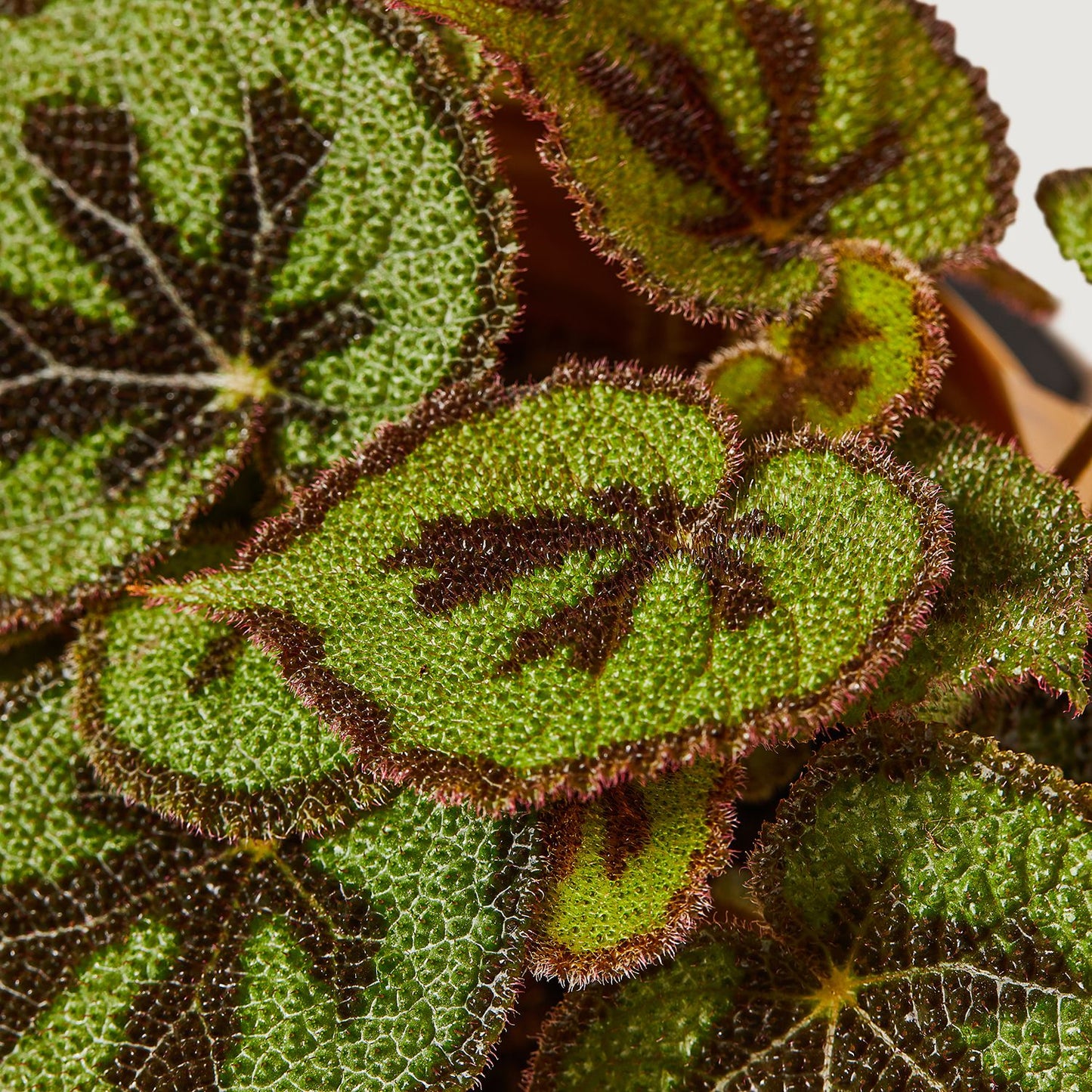 Iron cross begonia