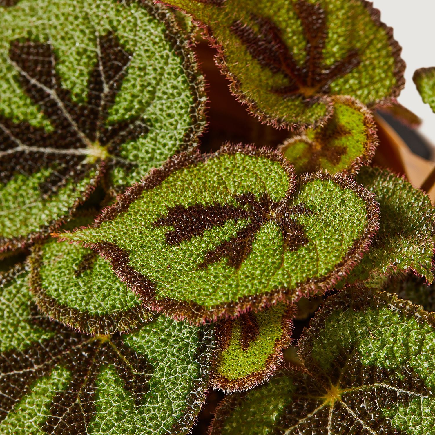 Iron cross begonia