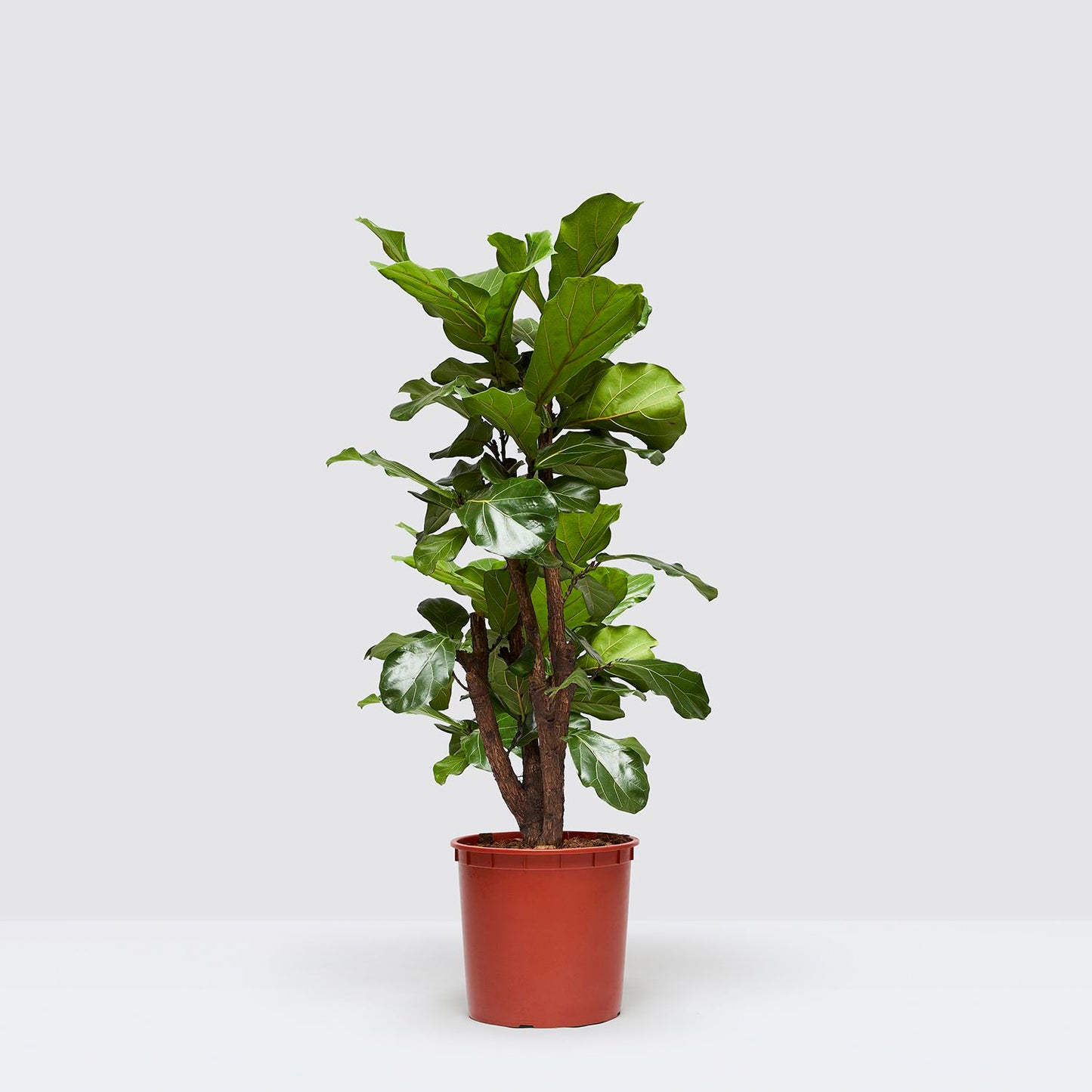 Fidel Tree