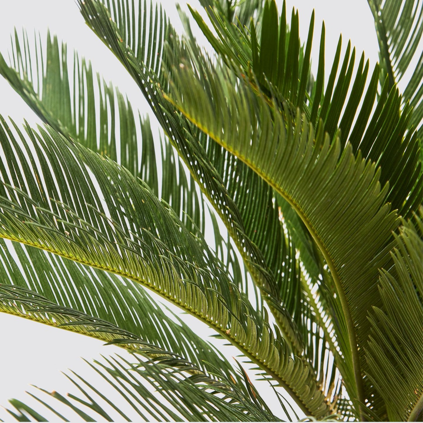 Cycad
